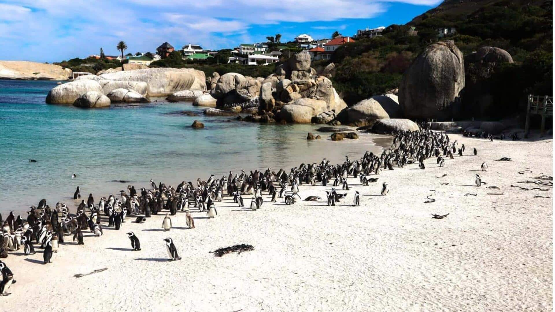 Melihat Koloni Penguin Yang Ikonik Di Cape Town