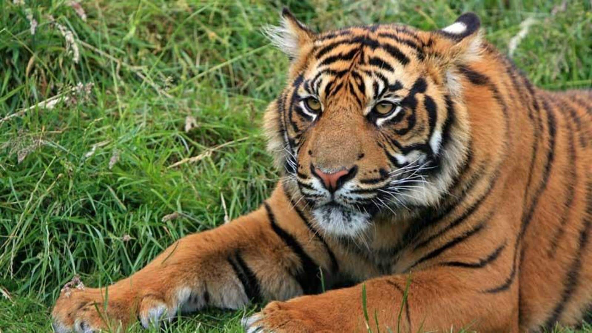 Sinyal Komunikasi Tersembunyi dari Harimau Sumatra