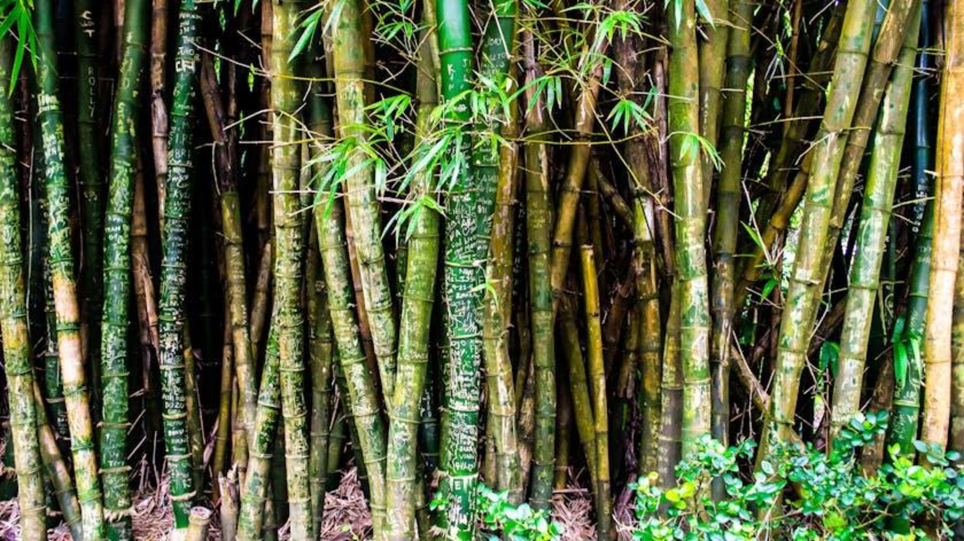 Dampak Lingkungan dari Konstruksi Berbasis Bambu