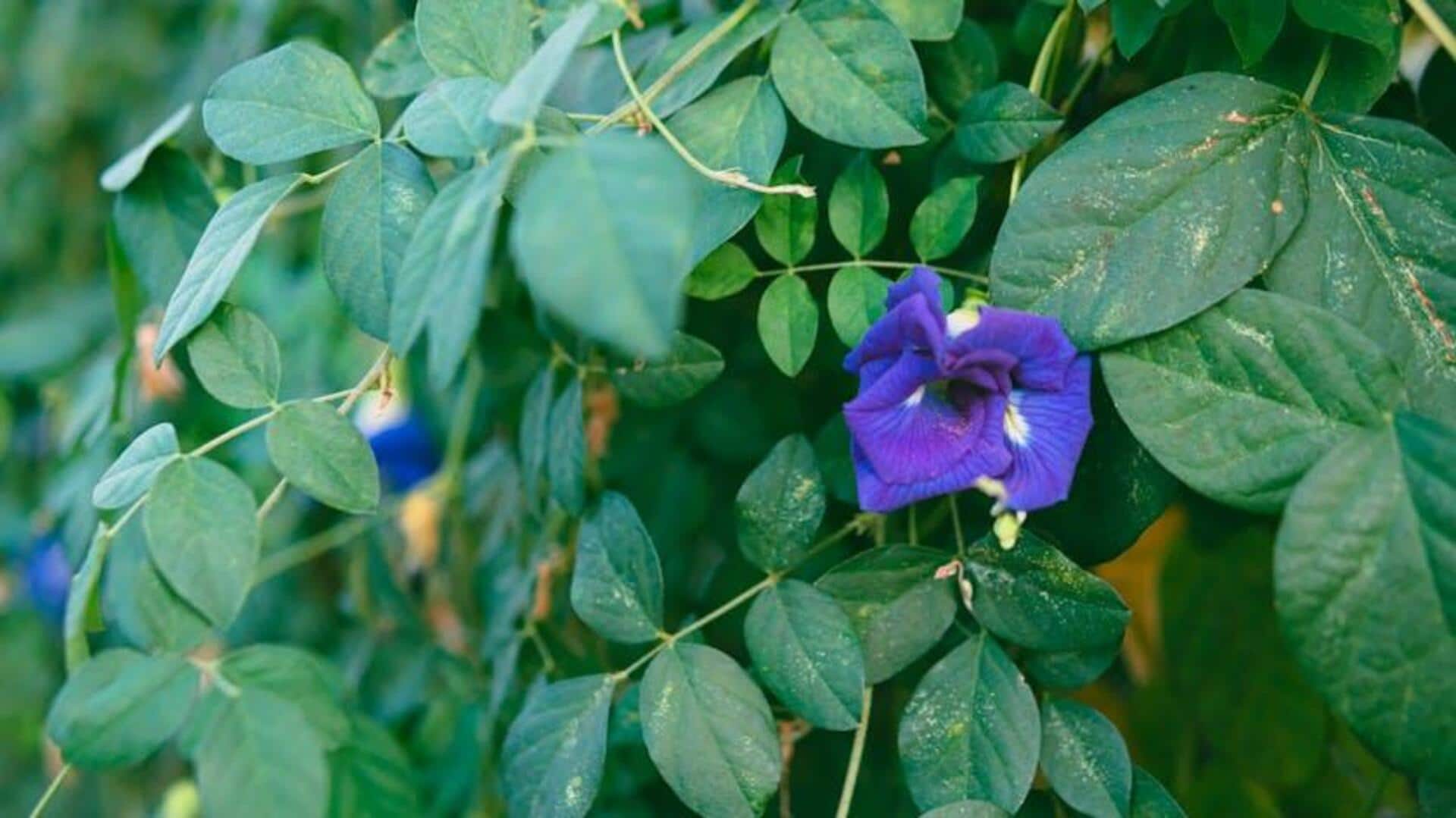 Lima Cara Menumbuhkan Kembang Telang di Kebun Anda