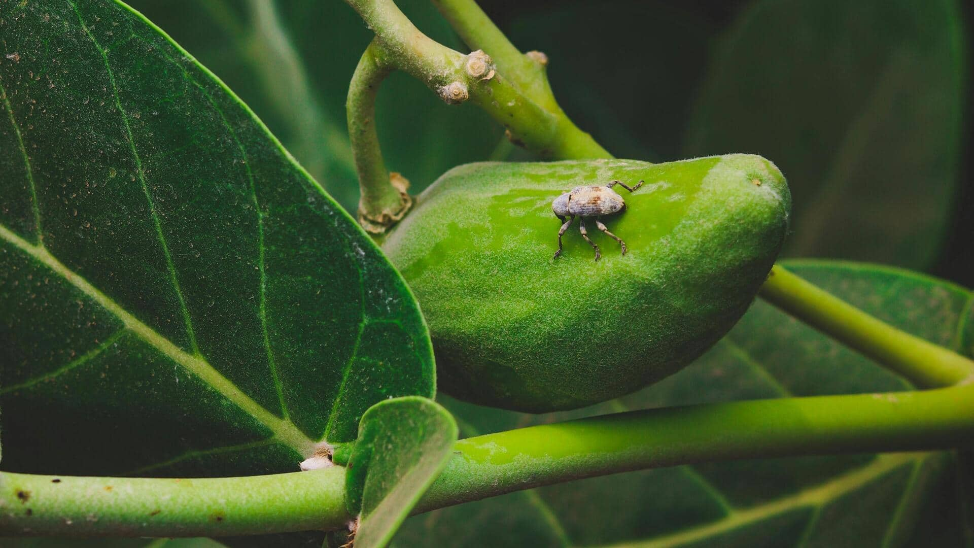 Resep Kakadu Plum yang Kaya Vitamin C