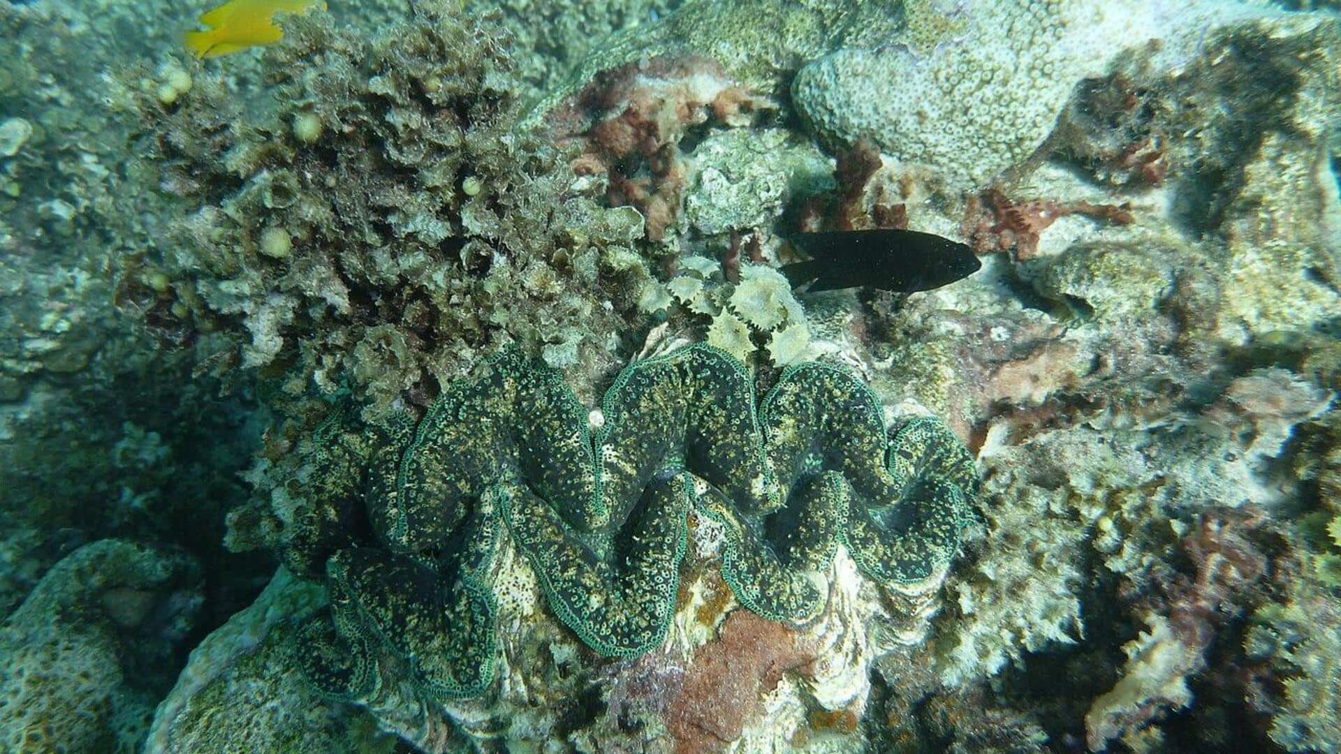 Menyelami Kehidupan Laut Australia yang Beragam