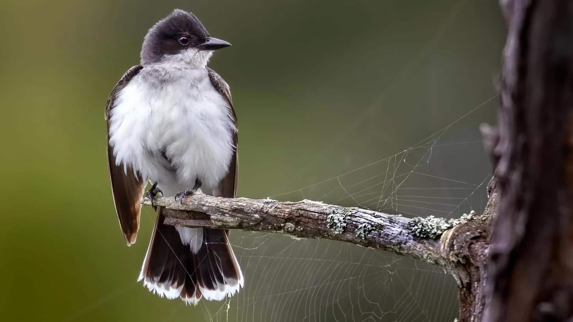 Mempelajari Kebiasaan Sosial Kingbird yang Mengejutkan