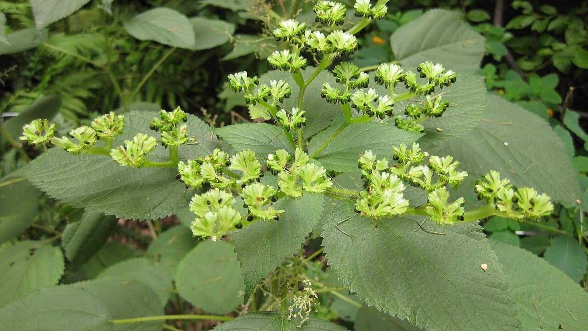 Manfaat Daun Jelatang untuk Kebun Anda