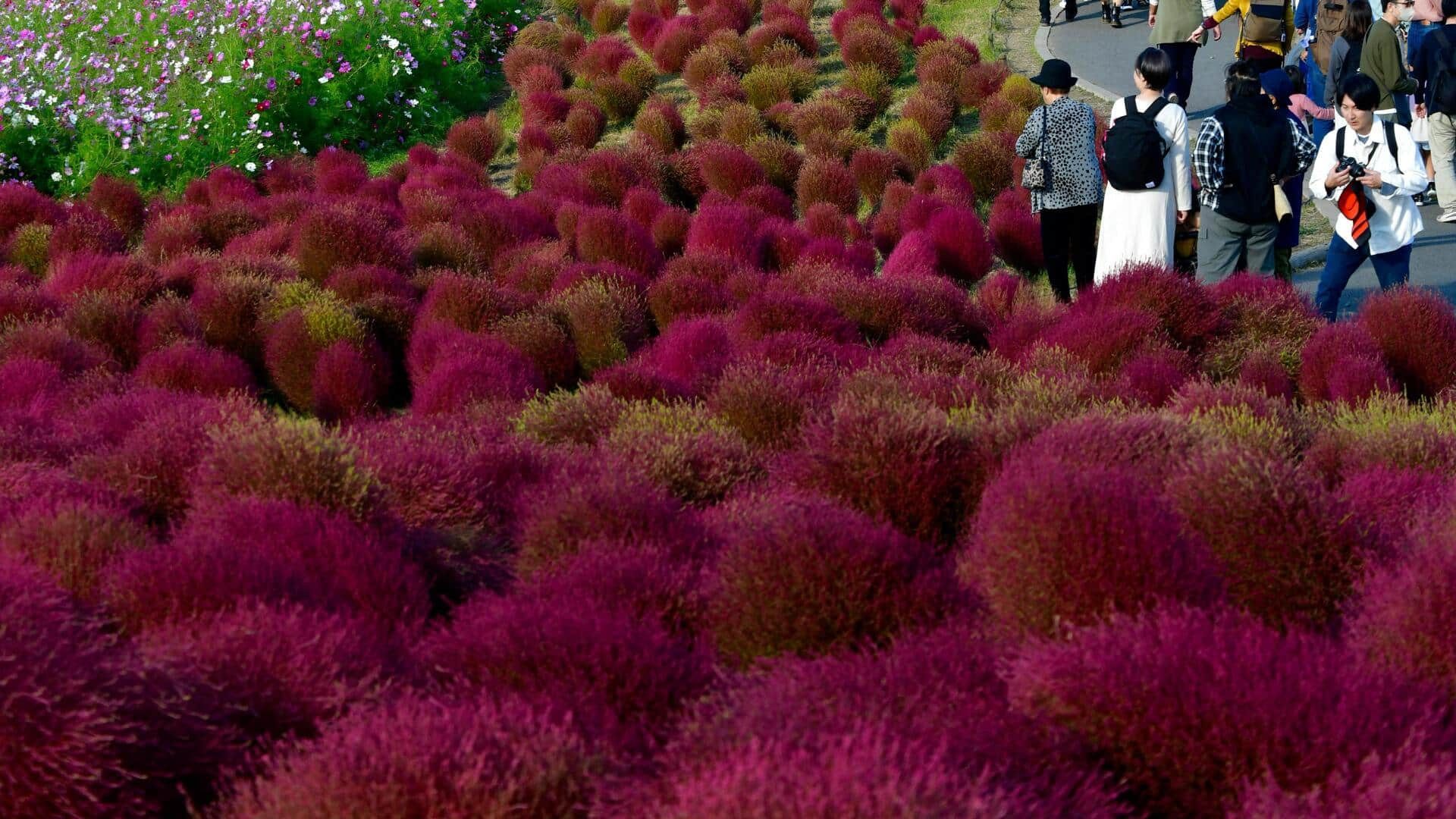 Menikmati Keindahan Taman Bunga Hitachi Seaside, Jepang