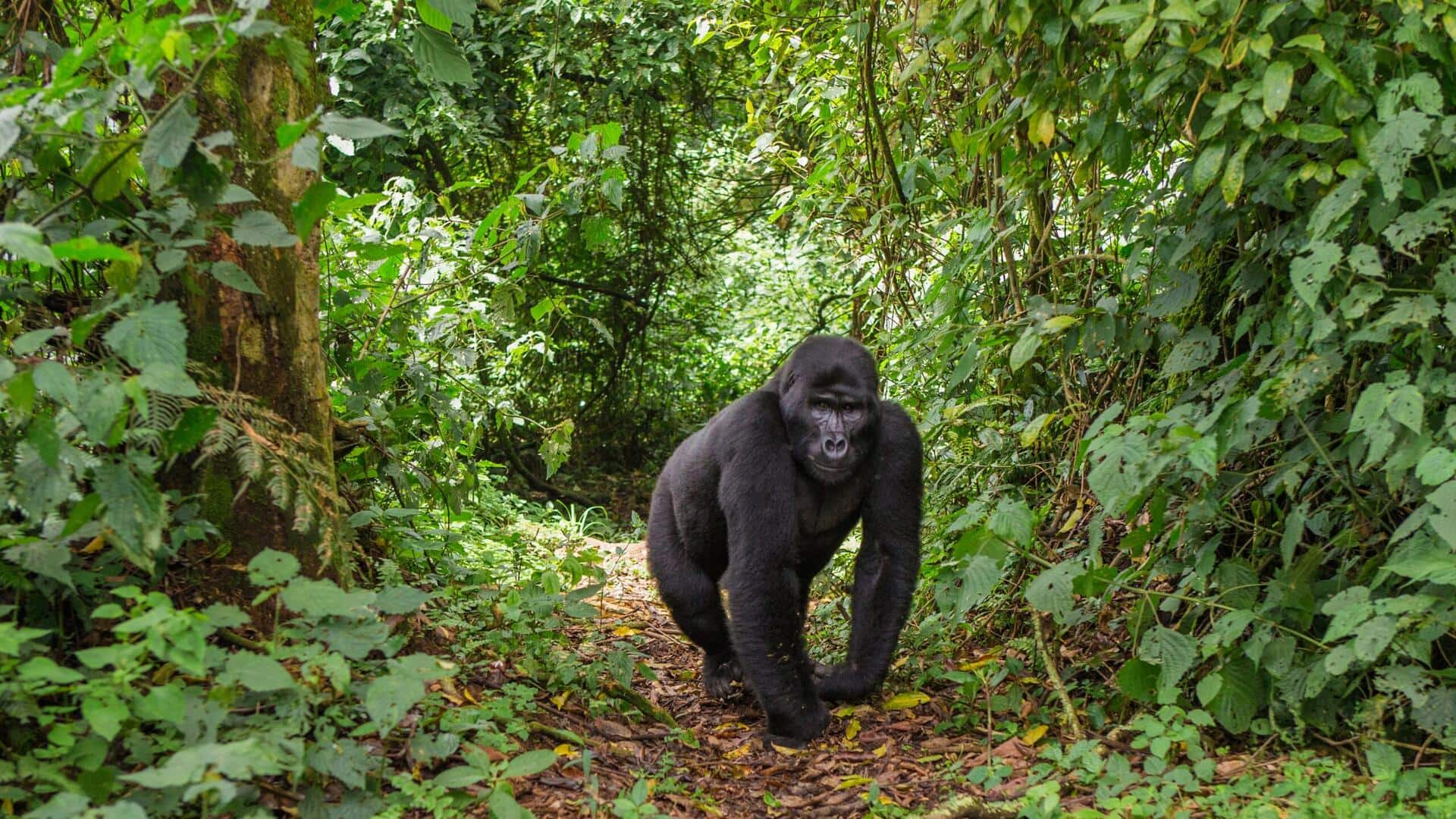 Trekking Habituasi Gorila Di Rwanda