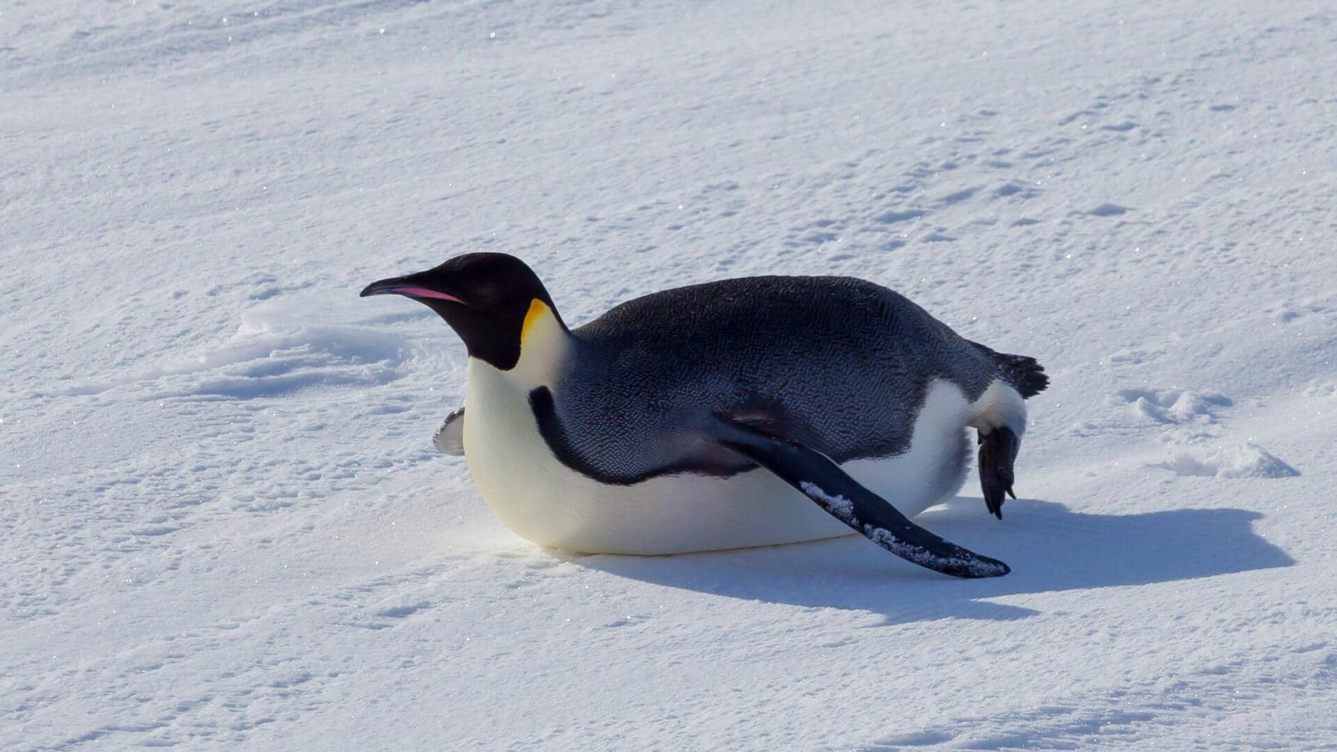 Mempelajari Teknik Meluncur yang Unik dari Penguin