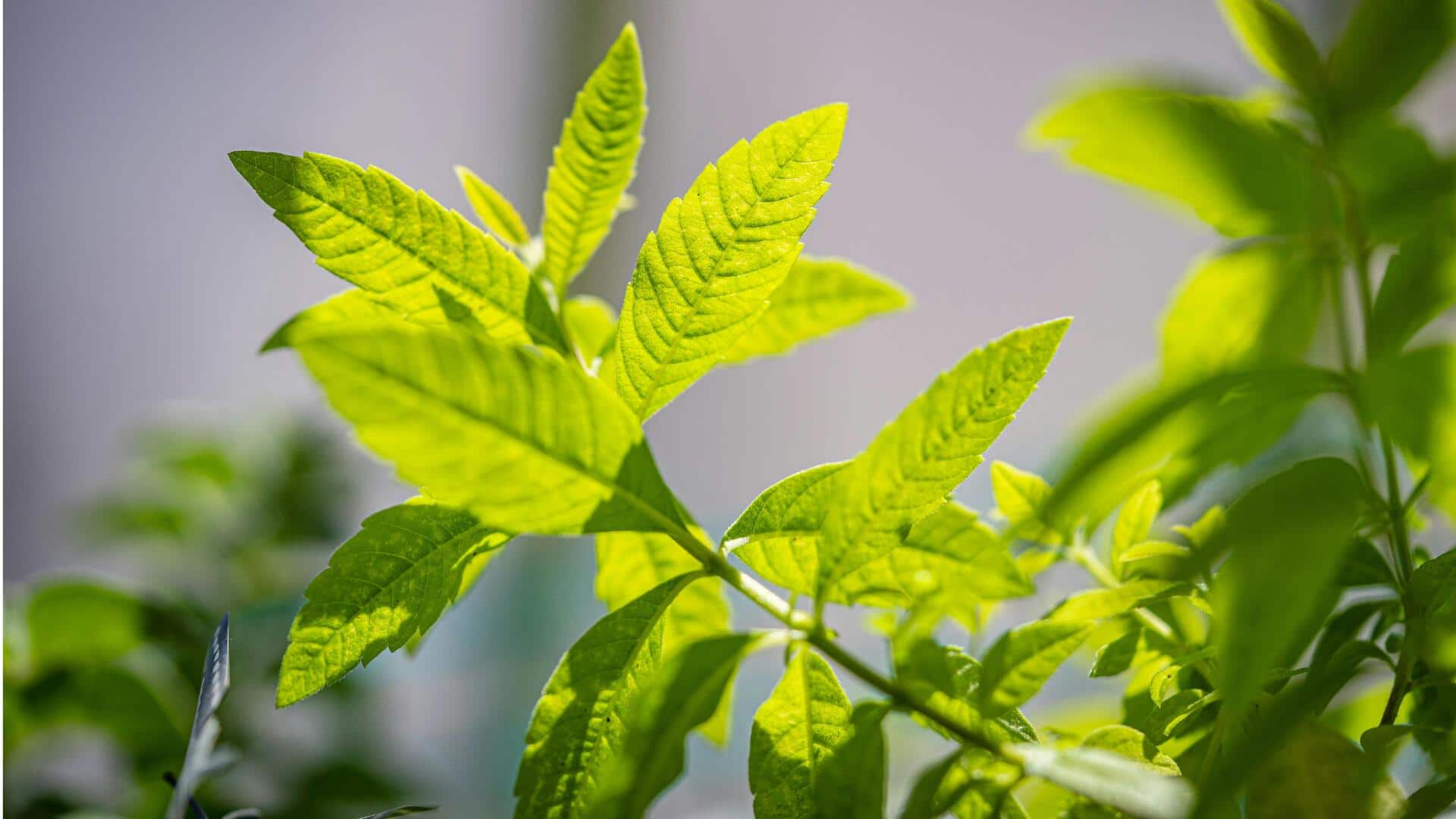 Resep Manis Lemon Verbena yang Kaya Serat