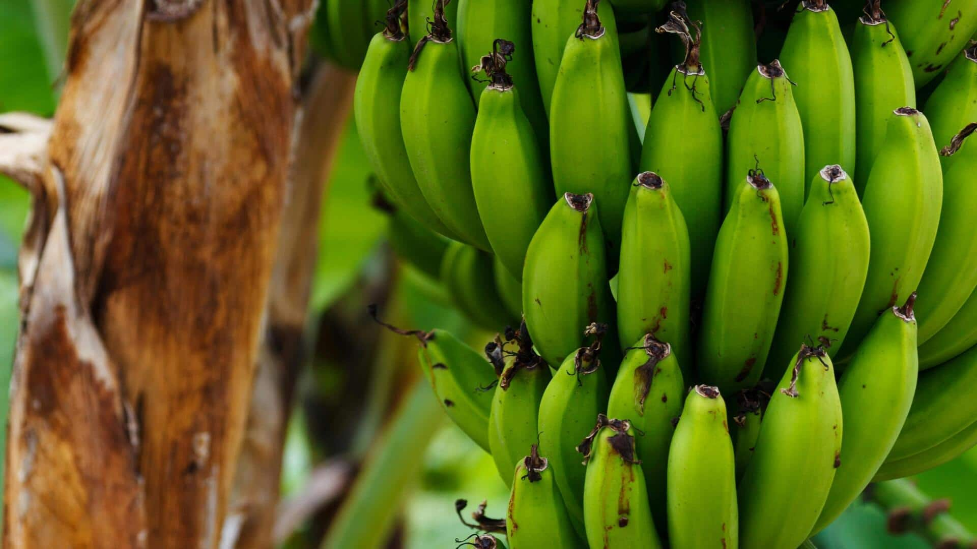 Resep Vegan Batang Pisang Kaya Serat