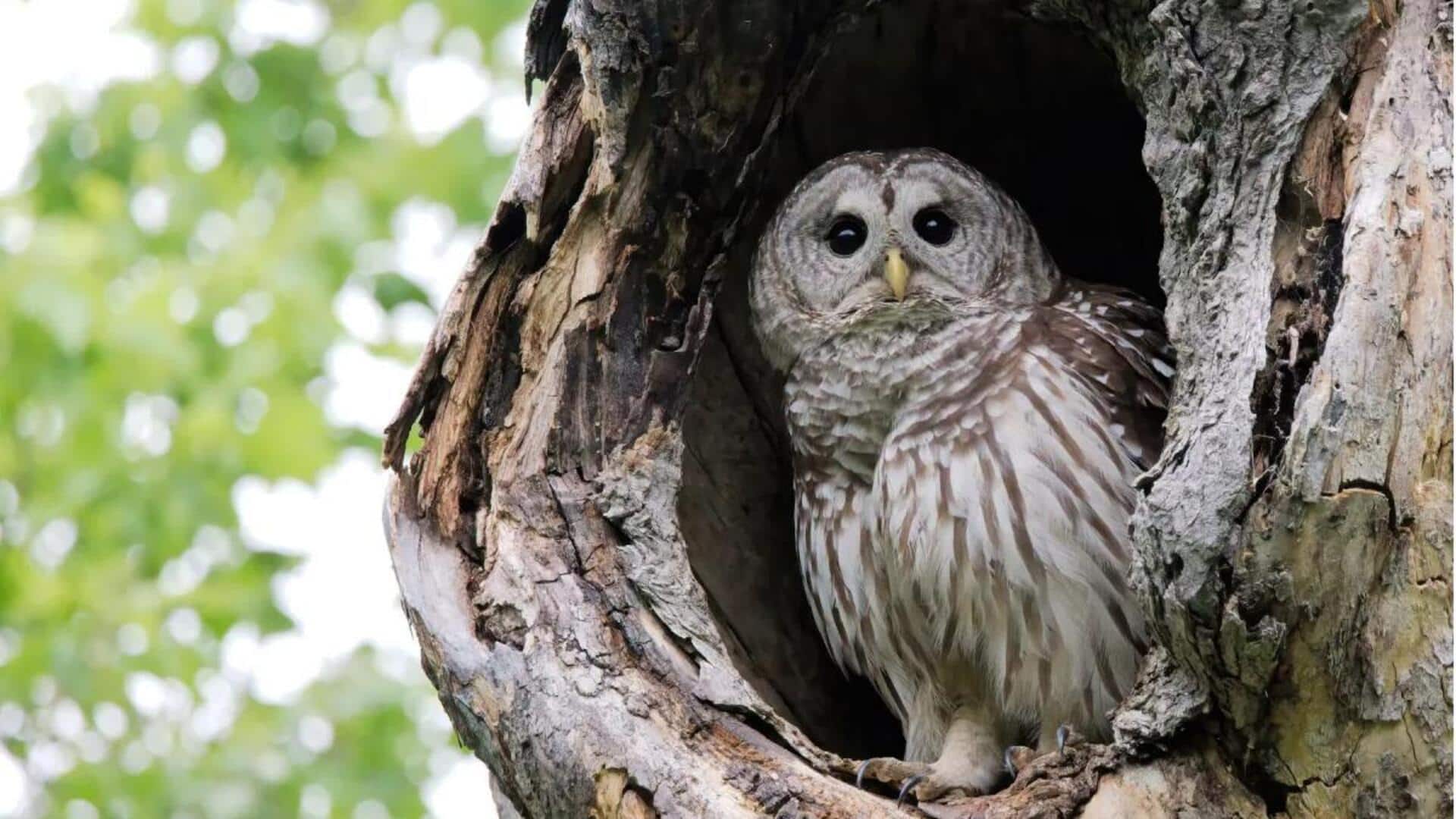 Rahasia Insting Burung Hantu yang Mampu Menavigasi Lokasi Sarangnya