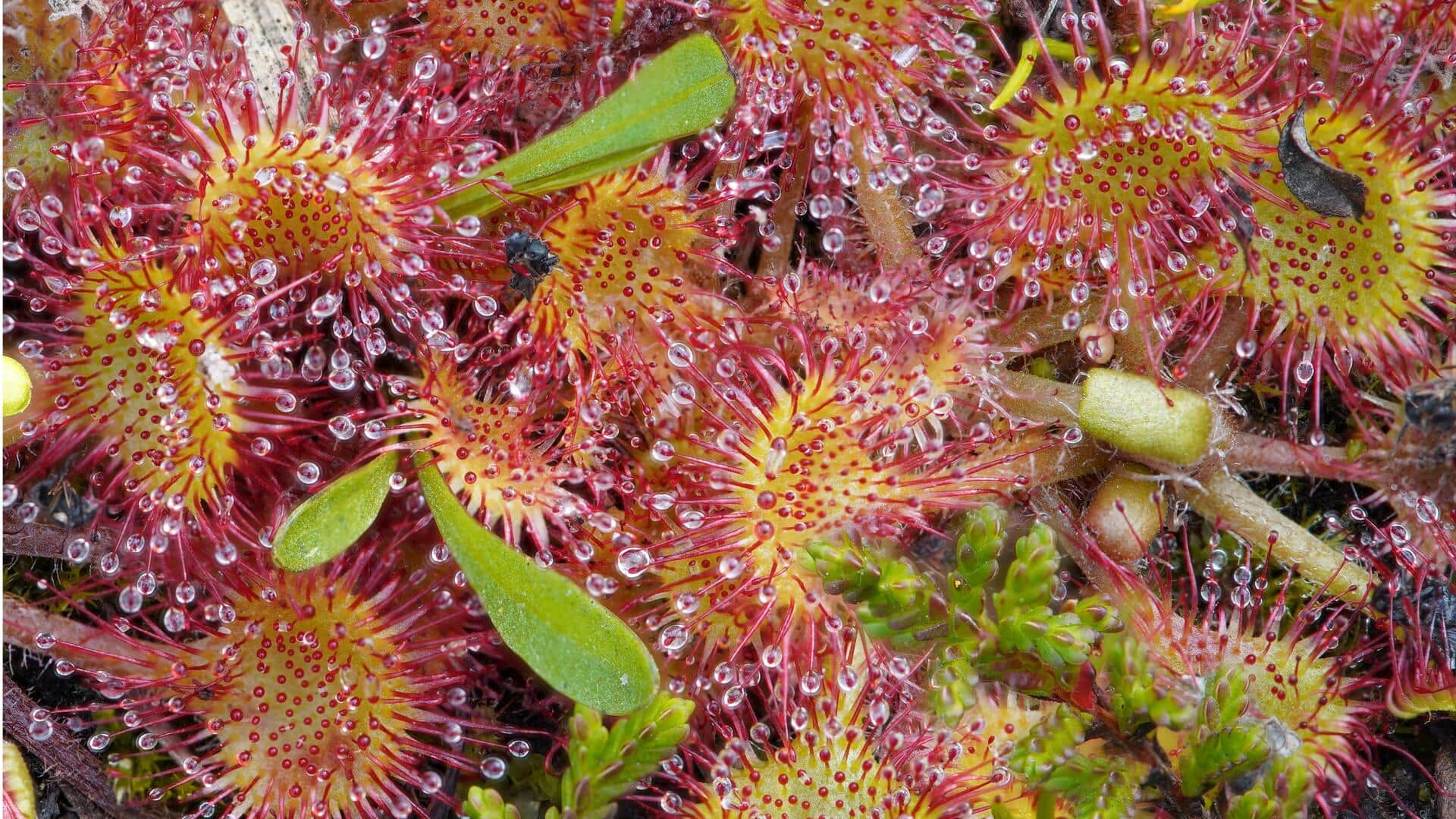 Menumbuhkan Tanaman Sundew: Tips Perawatan Sederhana di Rumah
