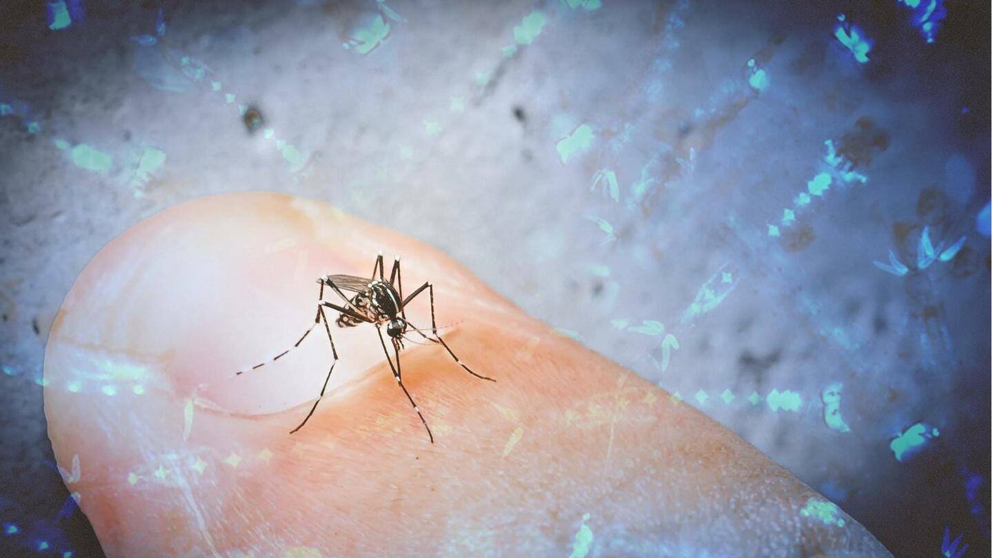 Nyamuk hasil rekayasa genetika dapat membasmi malaria, begini caranya