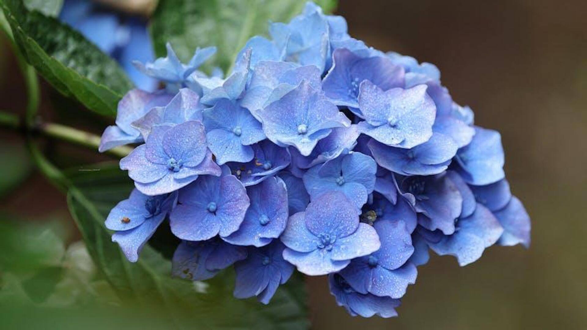 Tips Menanam Bokor di Taman Teduh