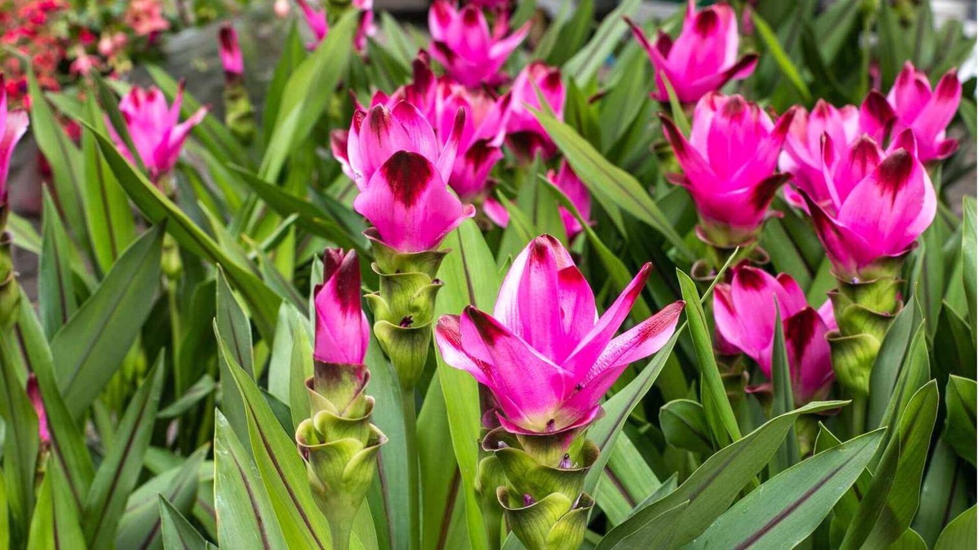 Tambahkan Bunga Kunyit dalam Hidangan Anda untuk Sensasi Rasa Baru