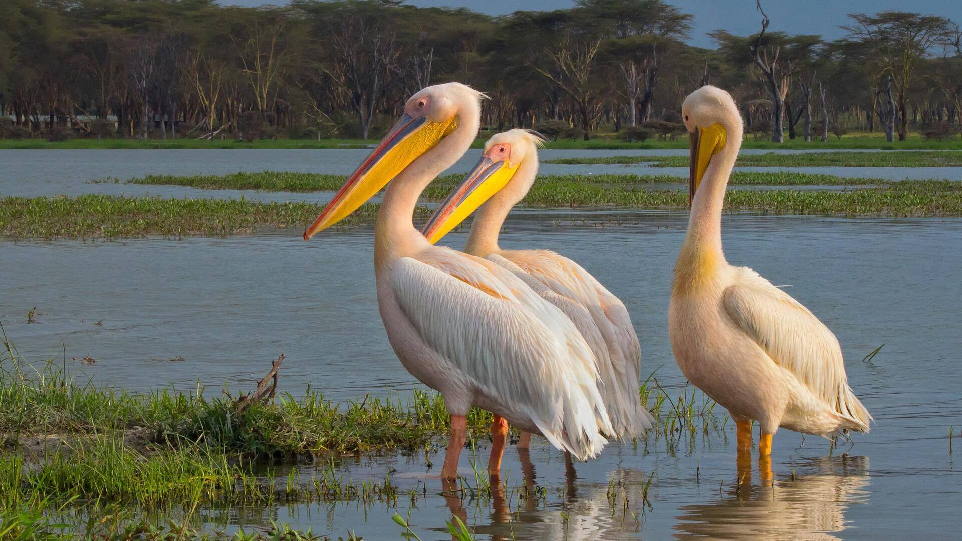 Peran Tak Terduga Pelikan dalam Ekosistem