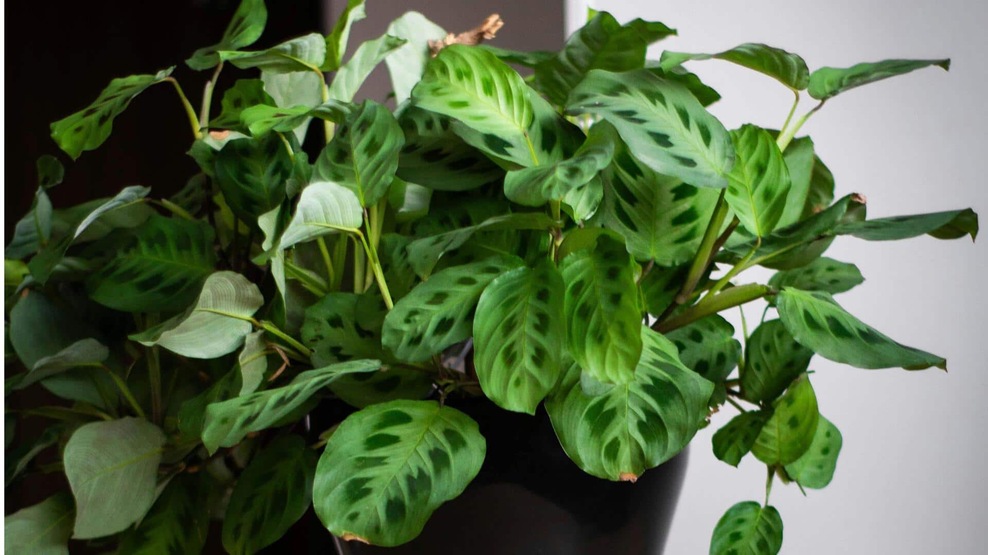 Seni Merawat Tanaman Maranta di Dalam Ruangan