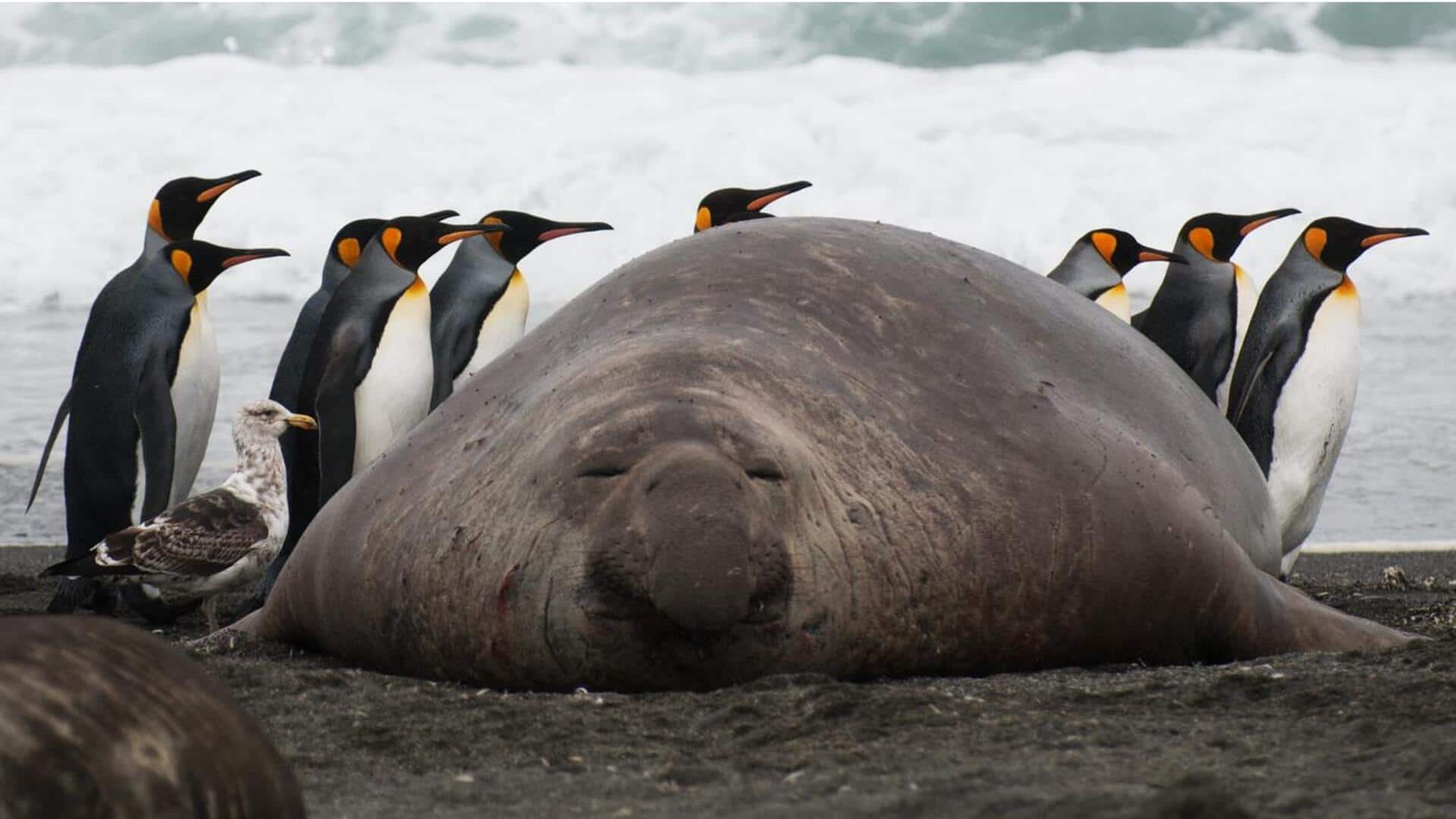 Hubungan Simbiosis yang Dipertahankan Penguin di Habitat Alaminya