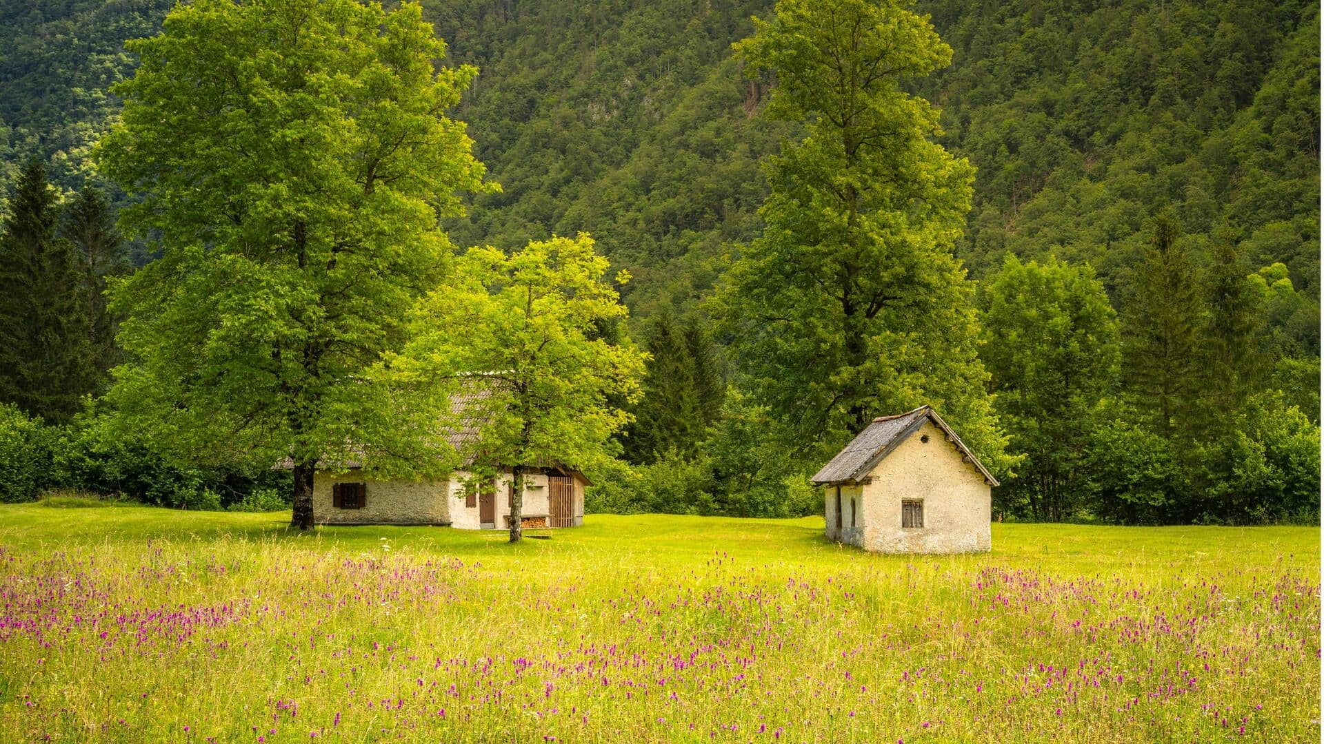 Lima Padang Bunga Liar Tak Terlupakan di Slovenia