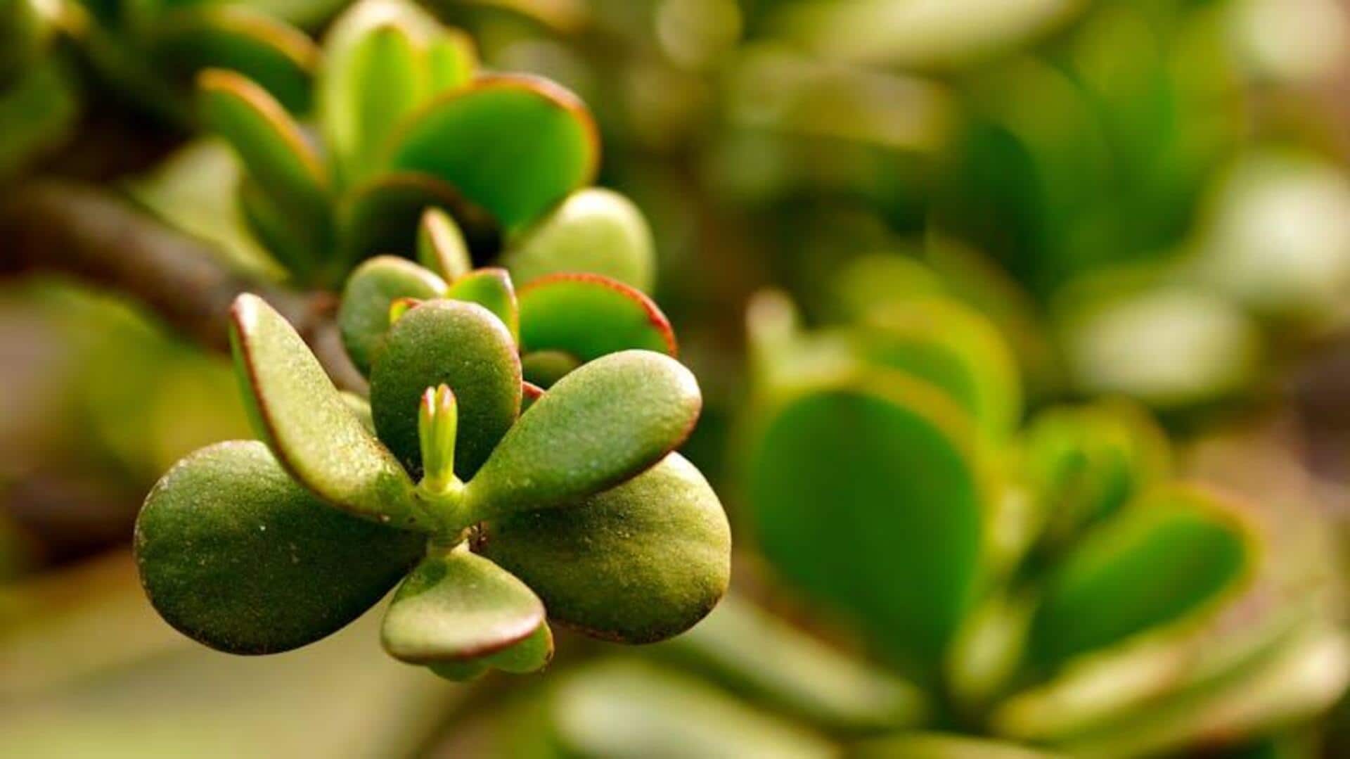 Menumbuhkan Tanaman Giok yang Memukau: Lima Tips Penting