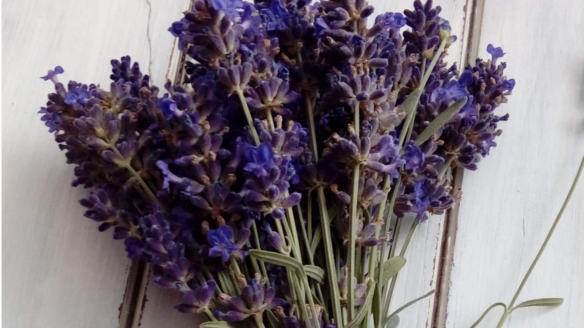 Mencegah serangga dengan kantong lavender di lemari Anda