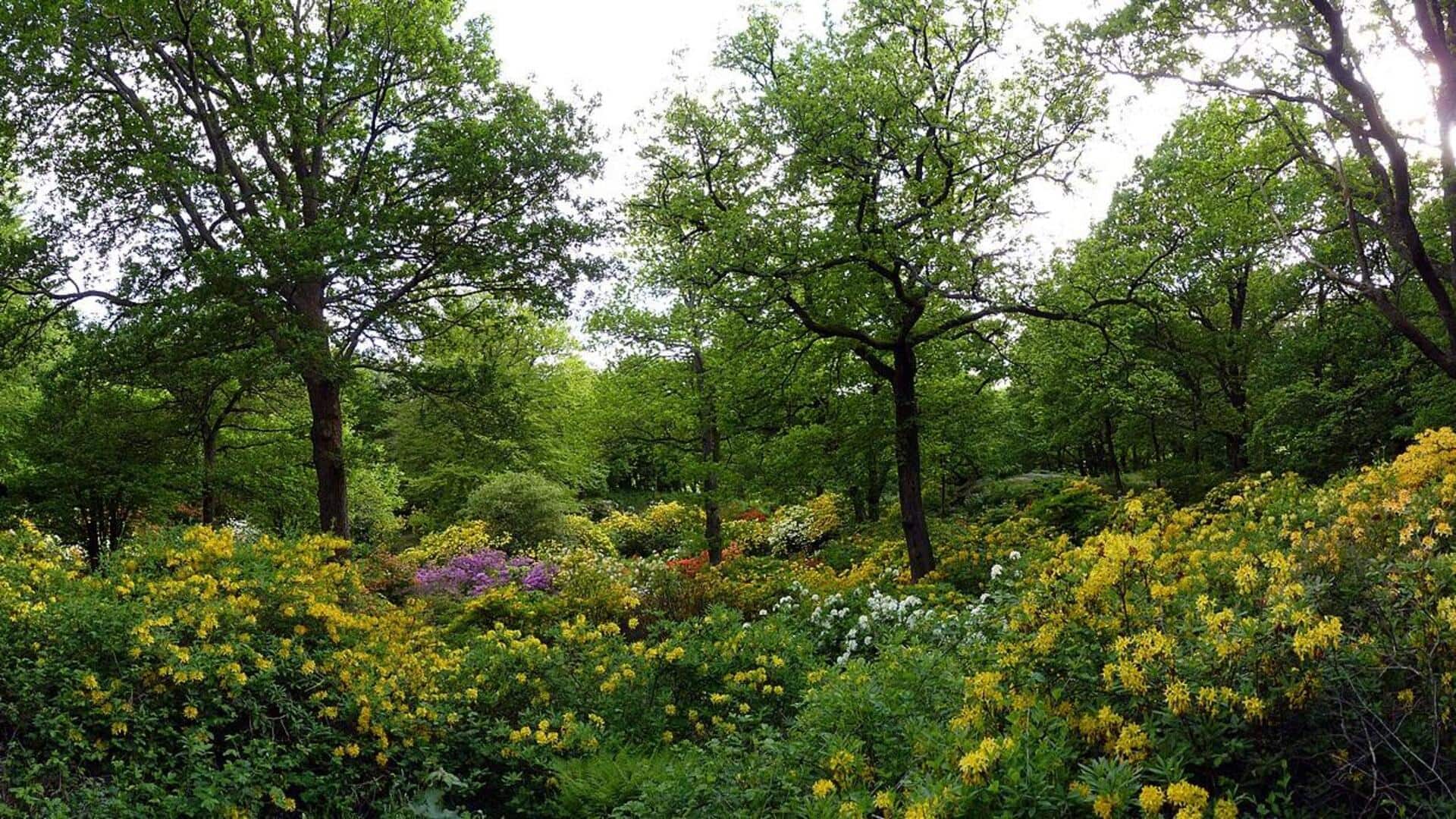 Menikmati Taman-Taman Asri di Gothenburg, Swedia
