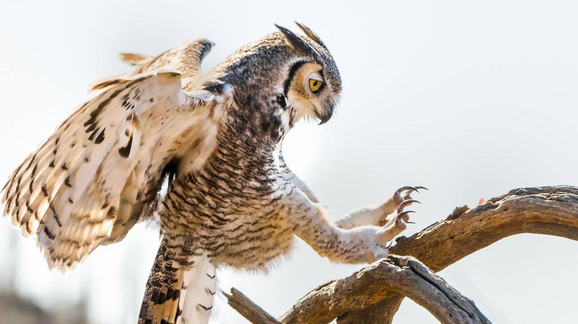 Mengungkap Struktur Cakar Burung Hantu yang Unik