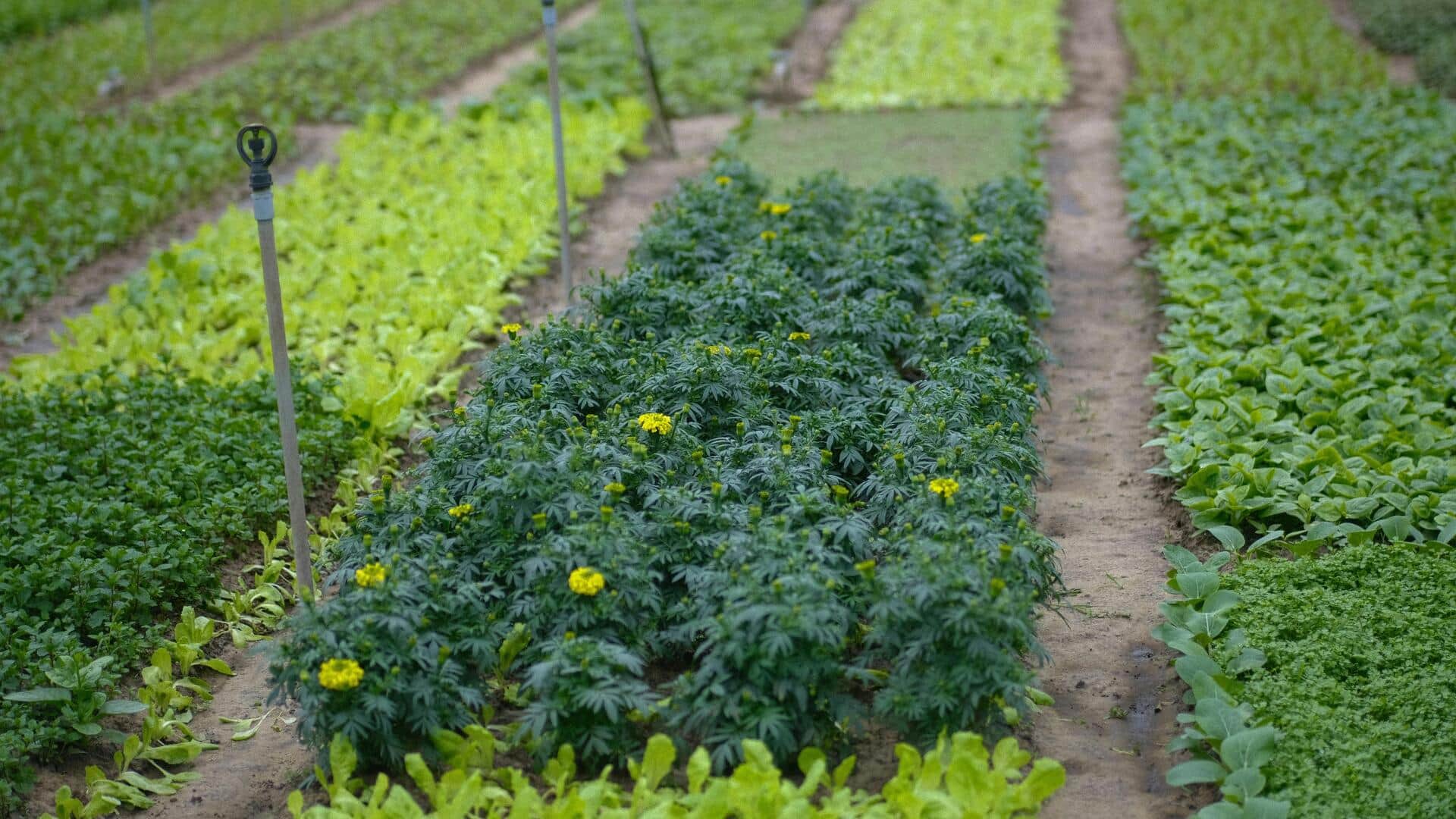 Tanaman Pendamping Terbaik untuk Kebun Sayur