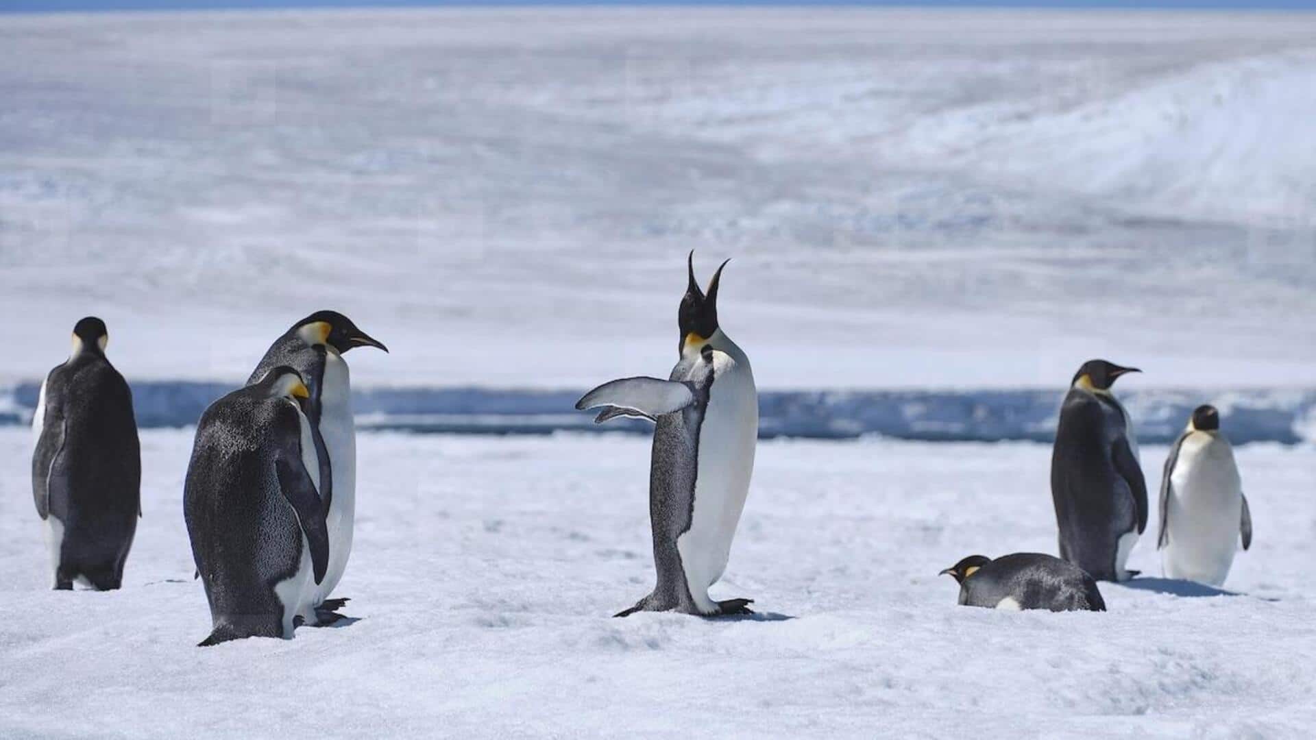Lima Panggilan Unik Penguin di Habitat Antartika