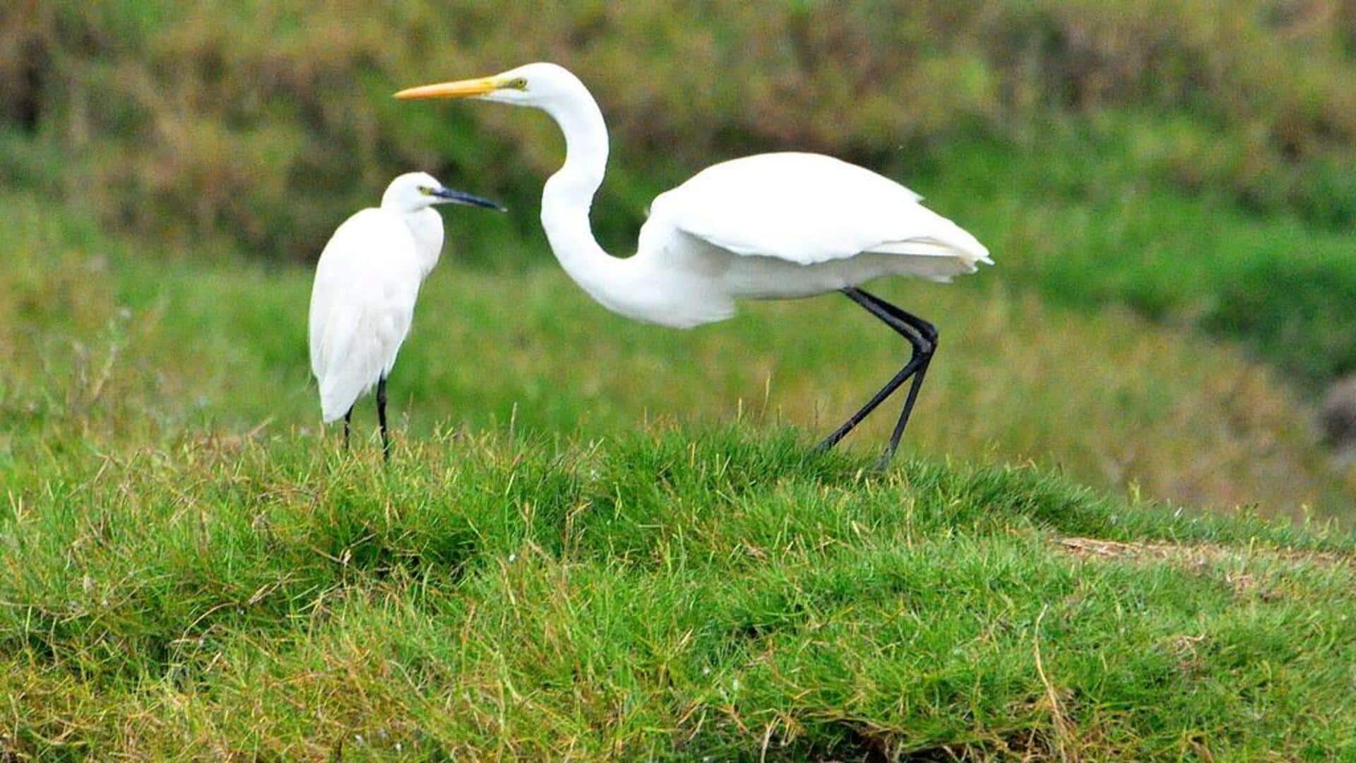 Mengungkap kehidupan burung kuntul putih: Habitat dan pola bulu seperti kaftan Mengungkap kehidupan burung kuntul putih: Habitat dan pola bulu seperti kaftan