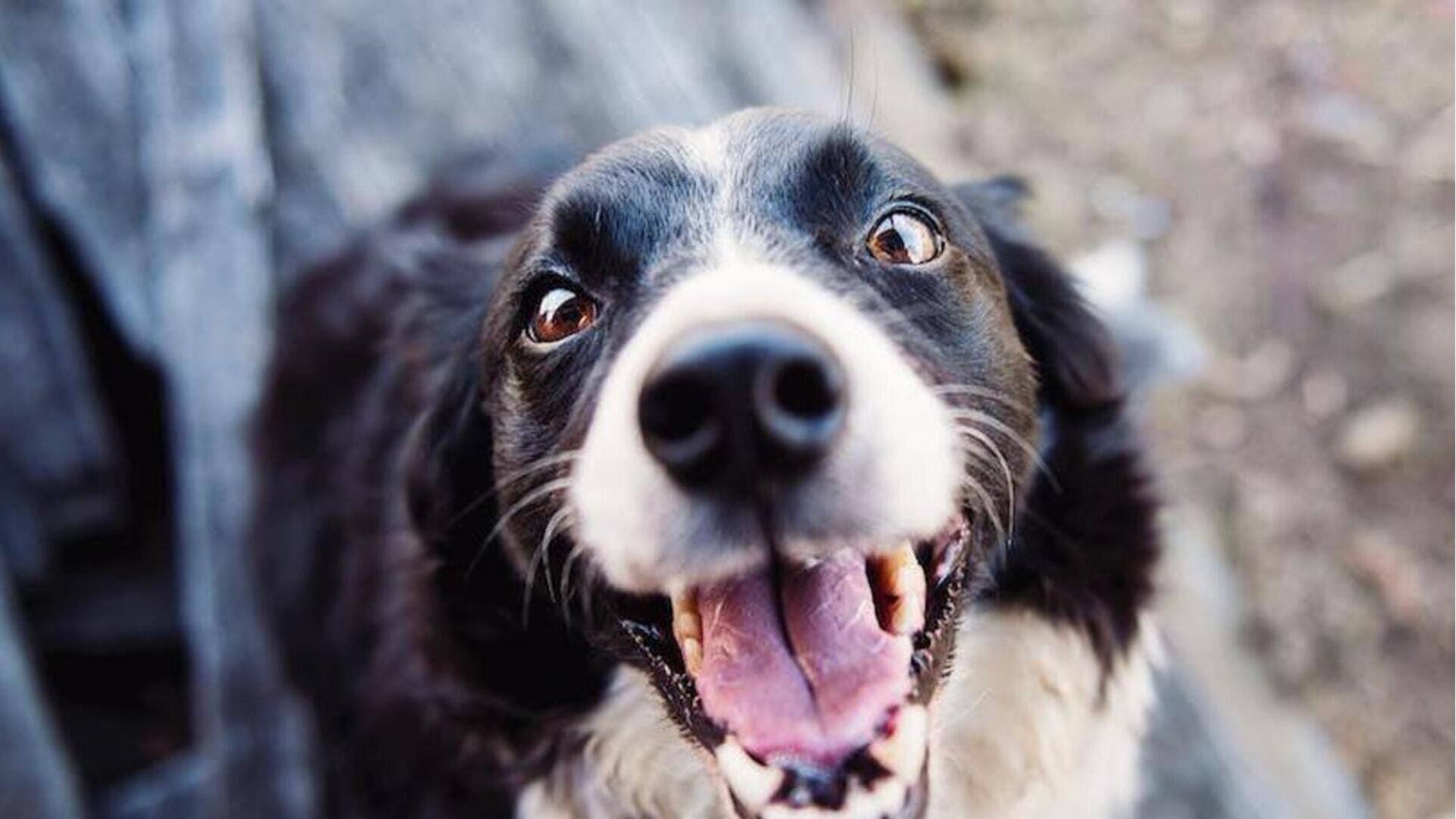 Mengenali tanda tanda pubertas pada anjing