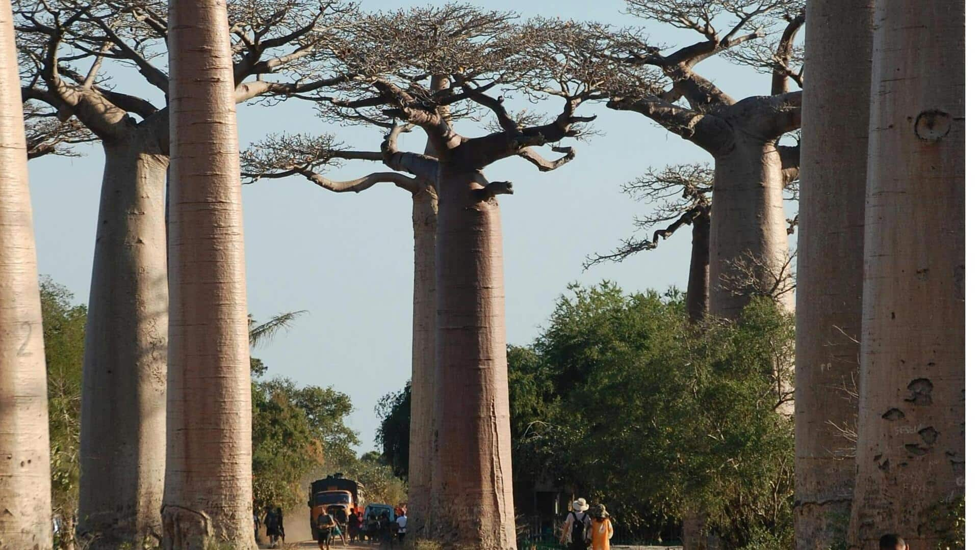 Menjelajahi Delta Sungai Mangoky, Madagaskar