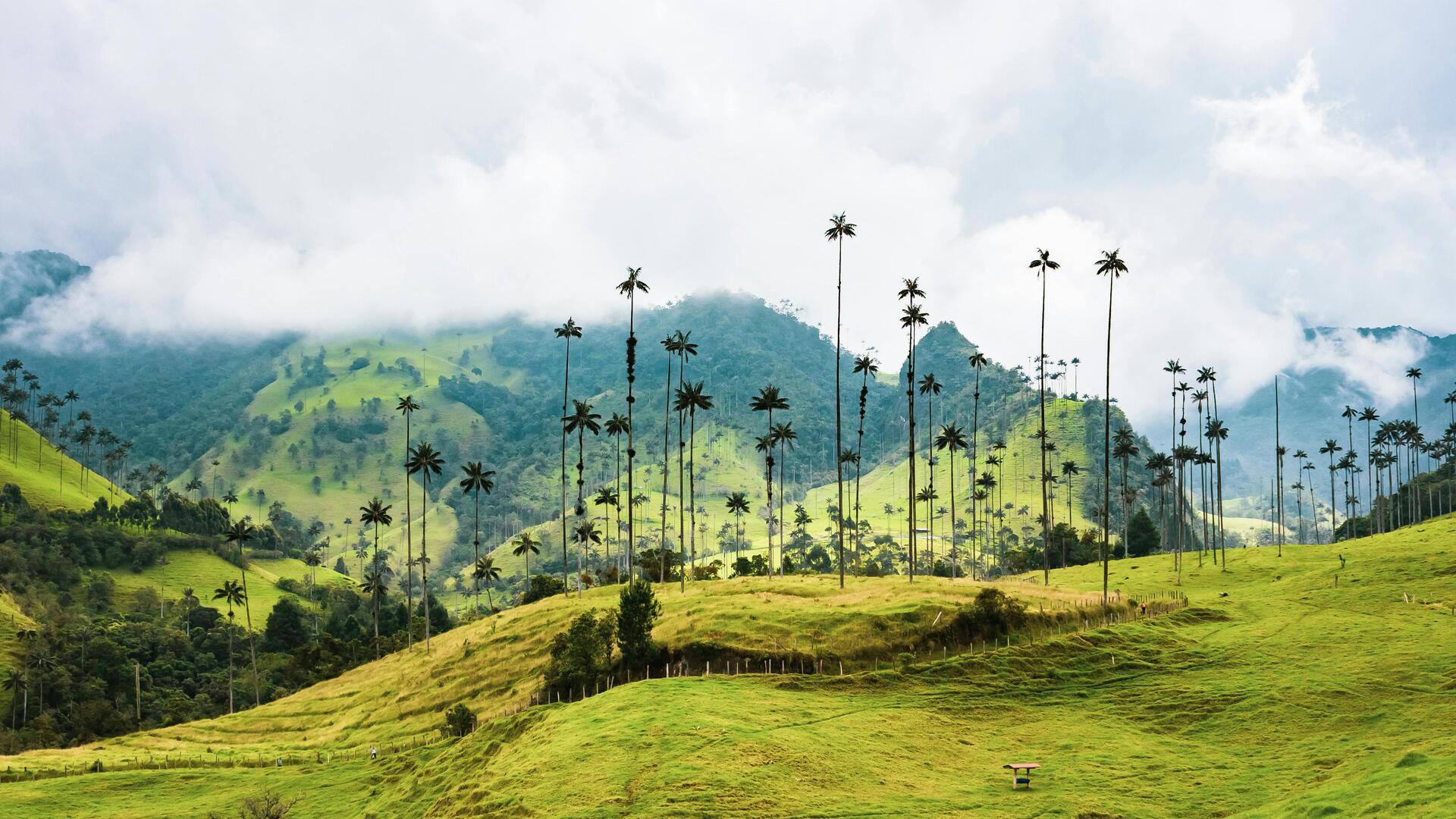 Tempat Wisata Terbaik di Valle del Cocora