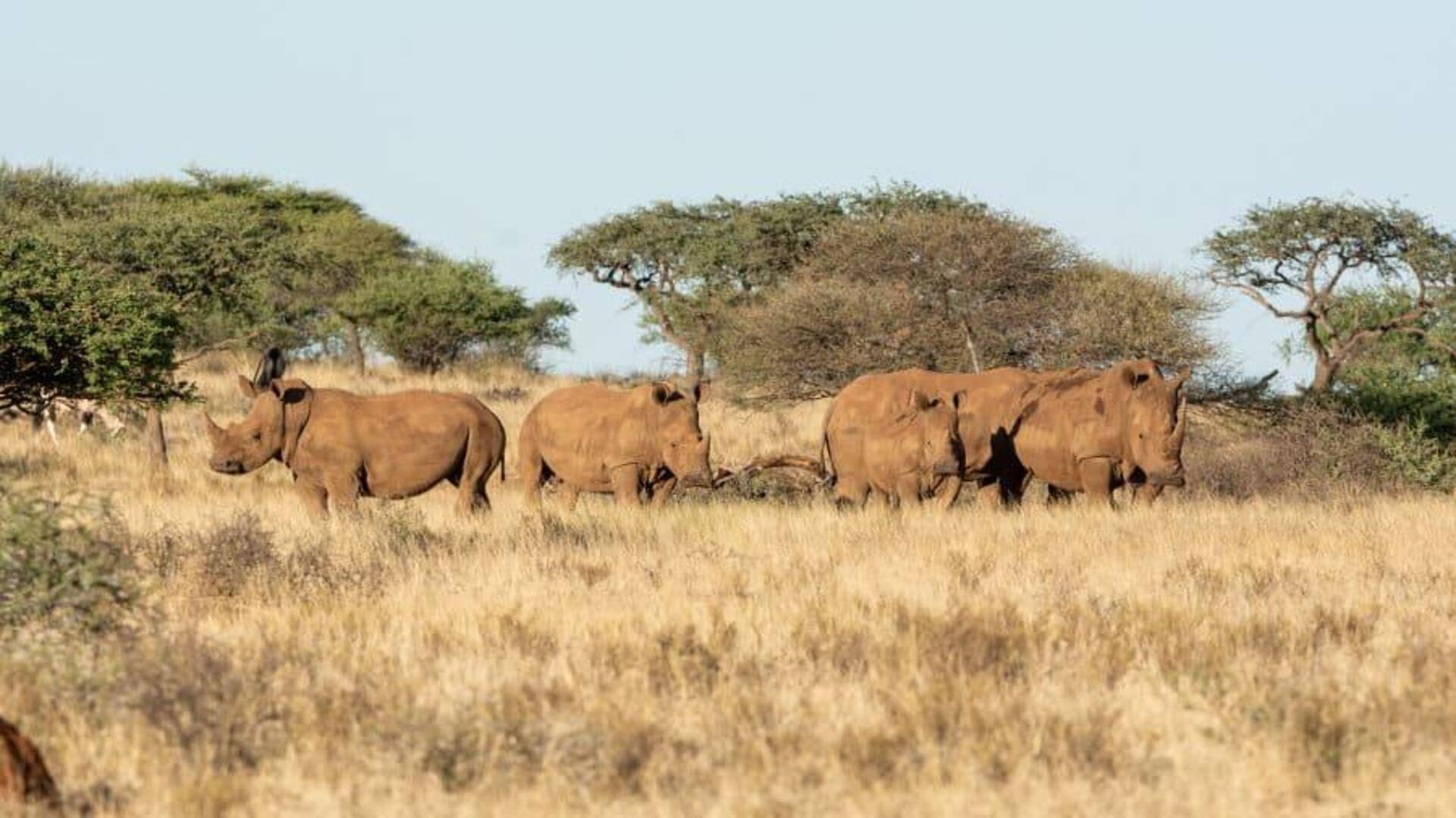 Komunikasi Rahasia Badak: Lima Fakta Interaksi yang Mengejutkan