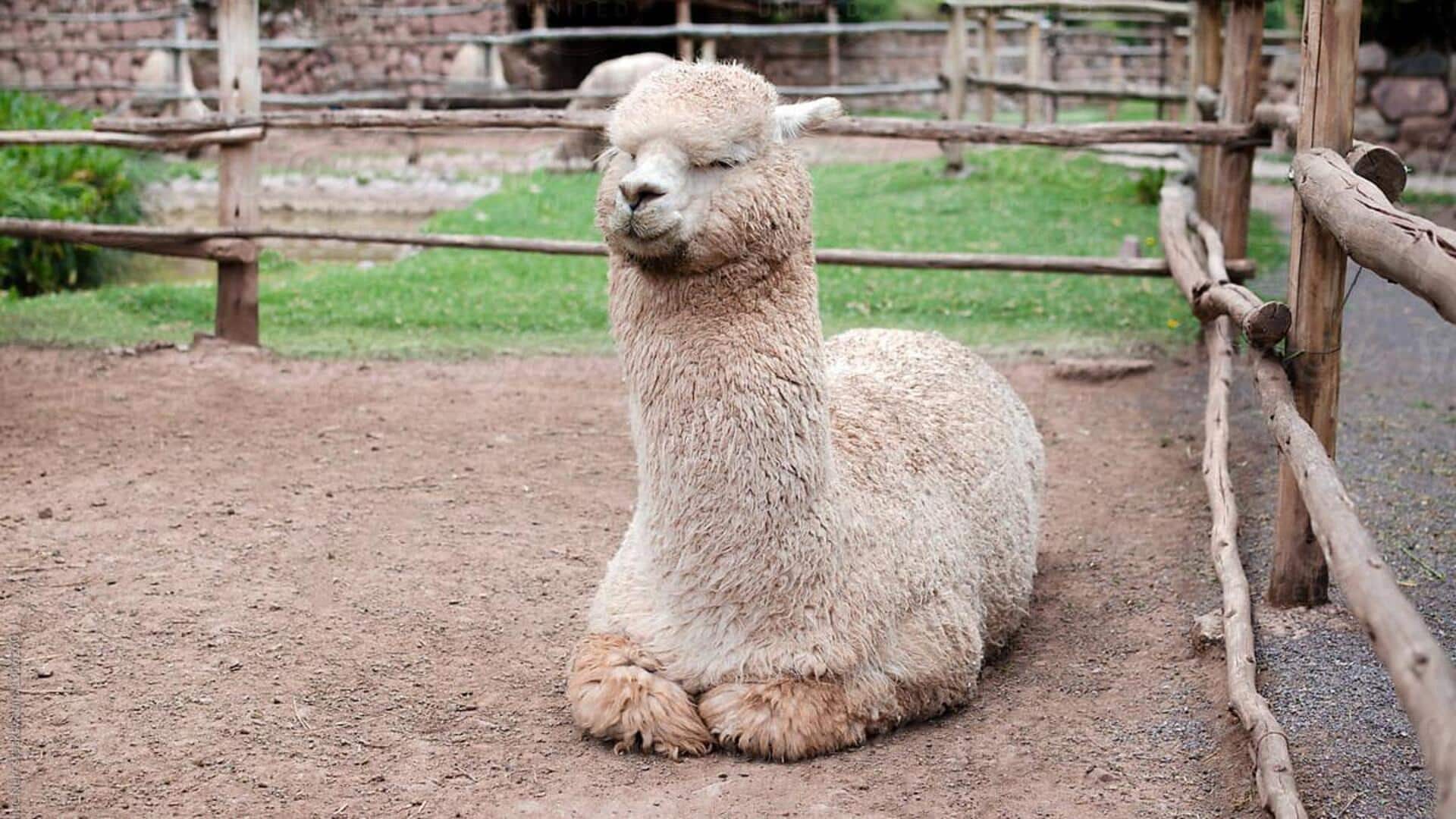 Pola Tidur Alpaka: Kebiasaan Istirahat yang Menarik
