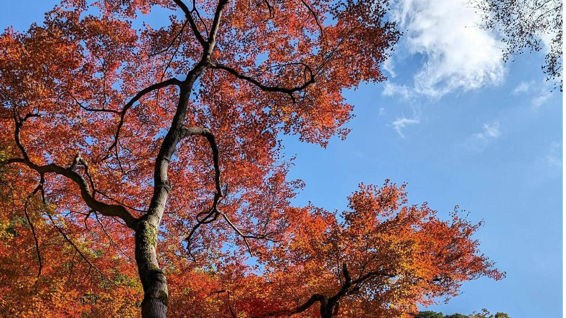 Menikmati Daun Musim Gugur di Minoh Park, Jepang