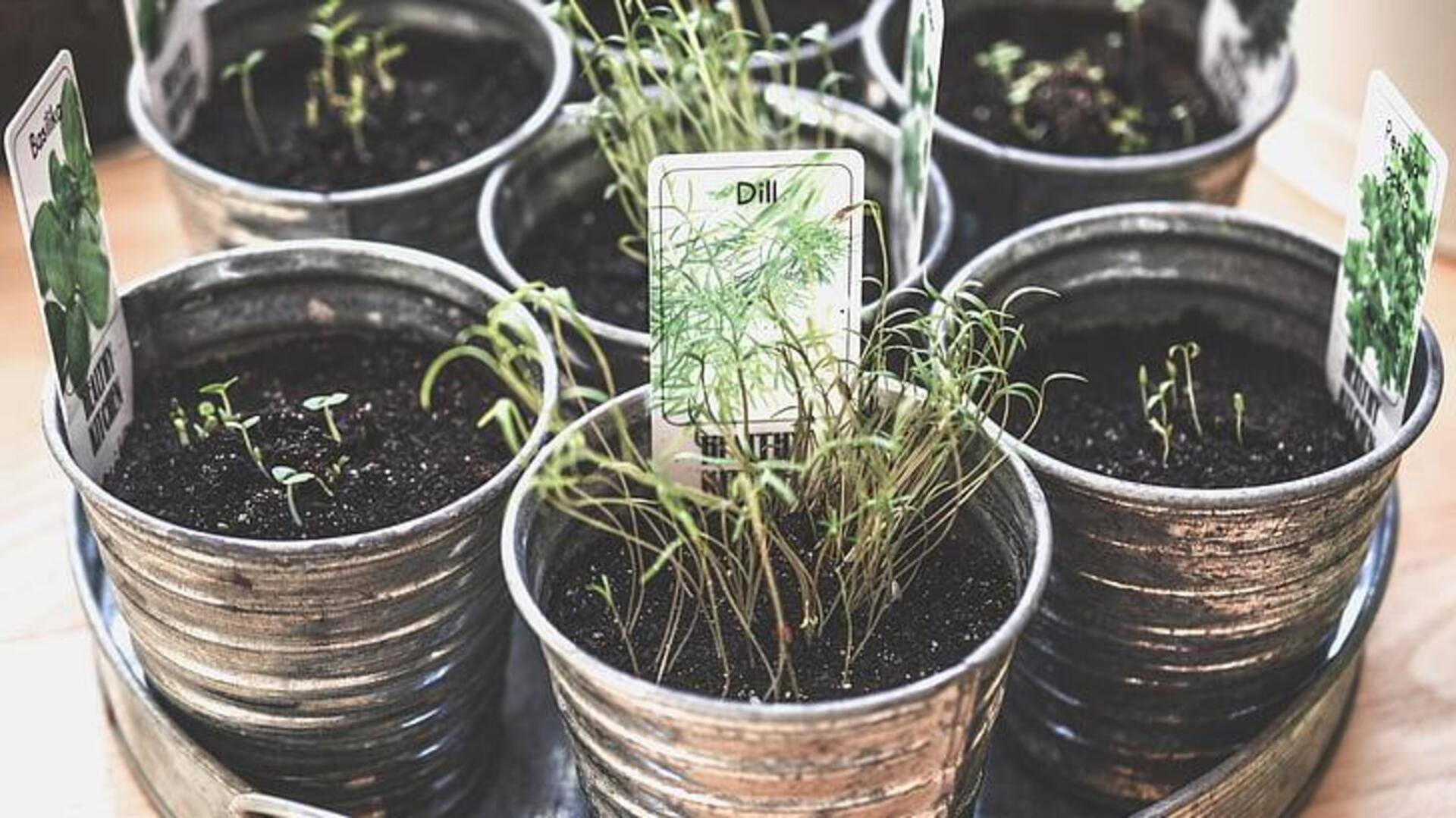 Pot tanaman kreasi dari wadah sehari-hari