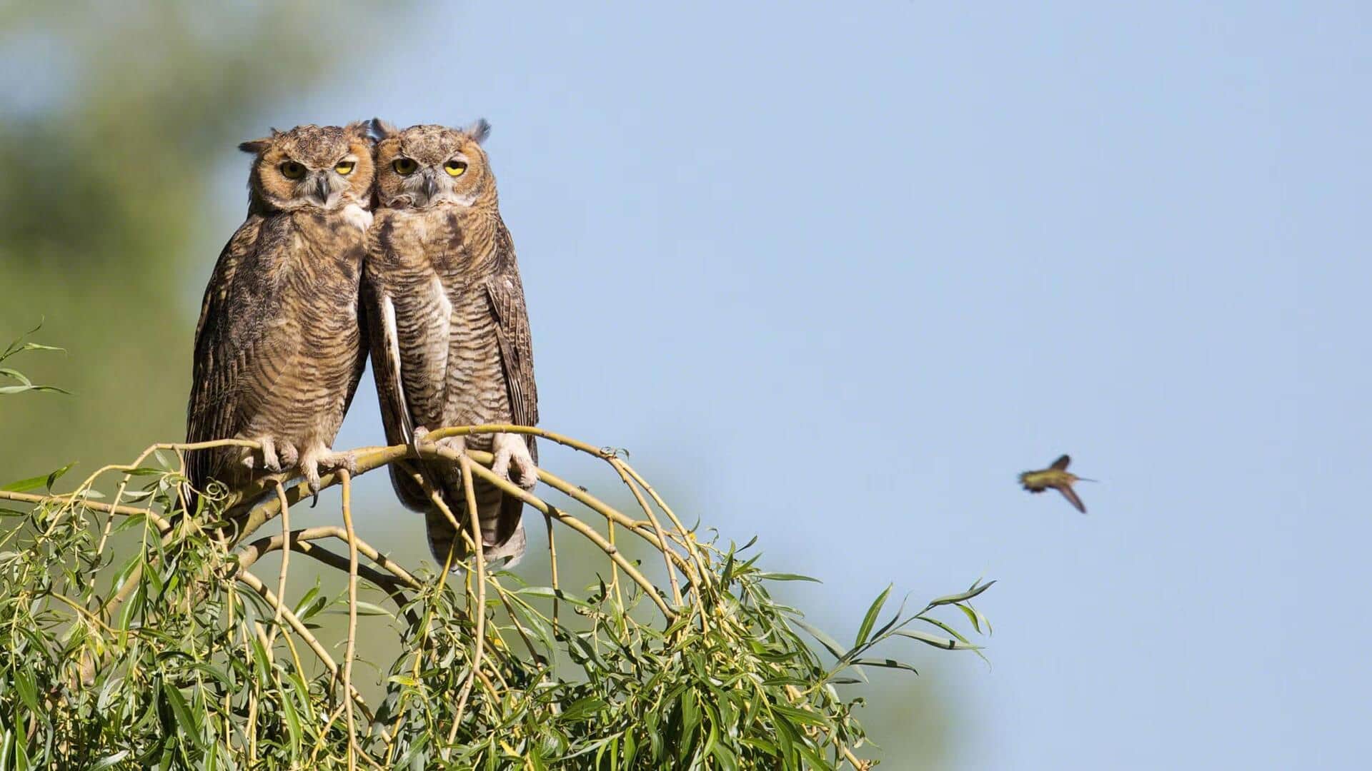 Fakta Menarik tentang Komunikasi Burung Hantu