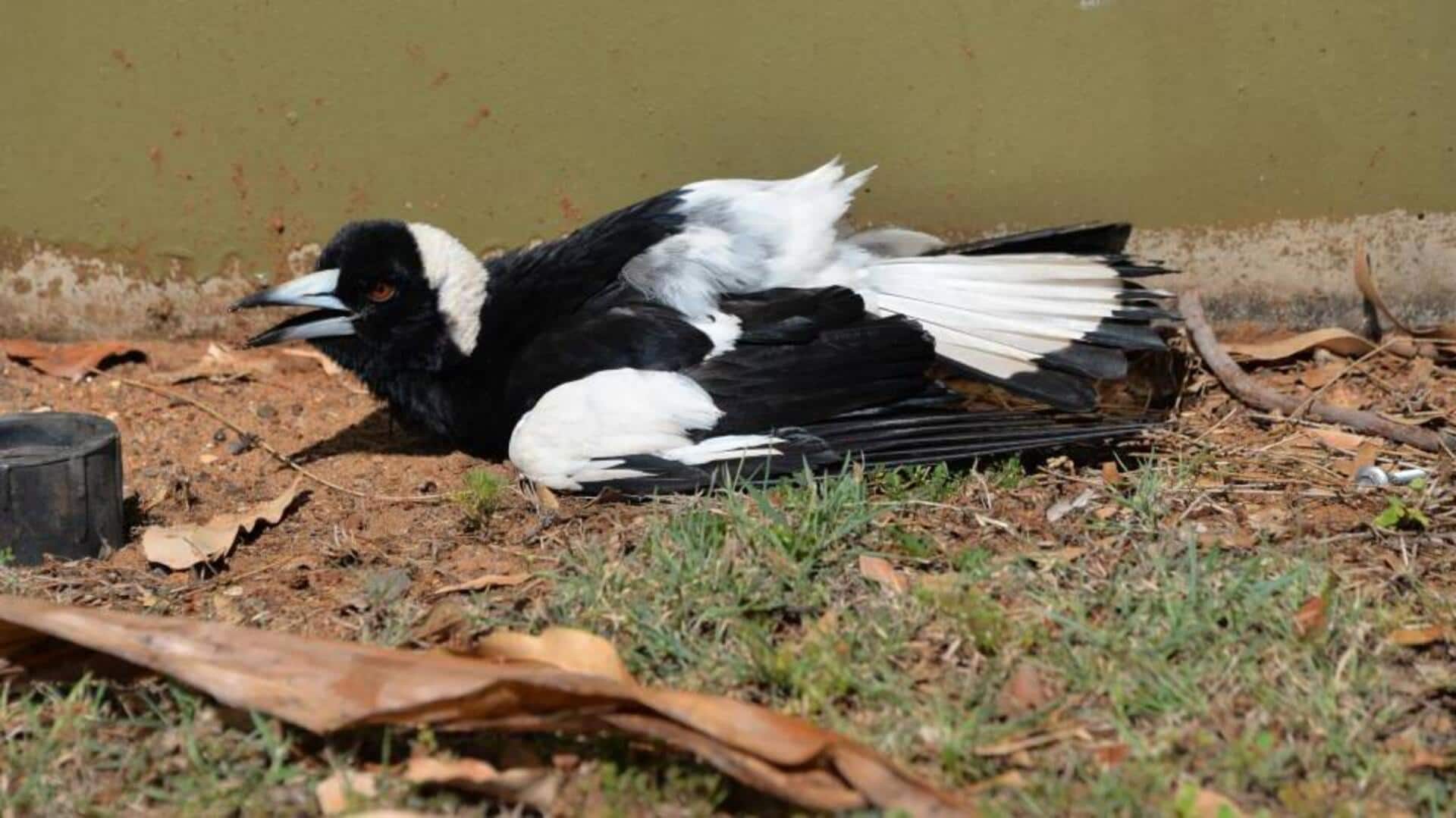 Mengungkap Alasan Unik di Balik Kebiasaan Mandi Debu Burung Magpie