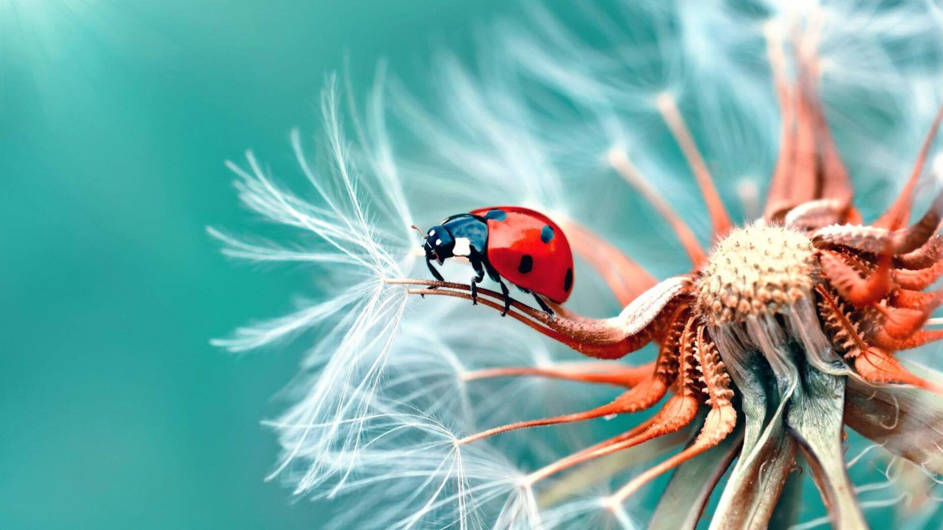 Mempelajari Teknik-Teknik Dasar dalam Fotografi Makro