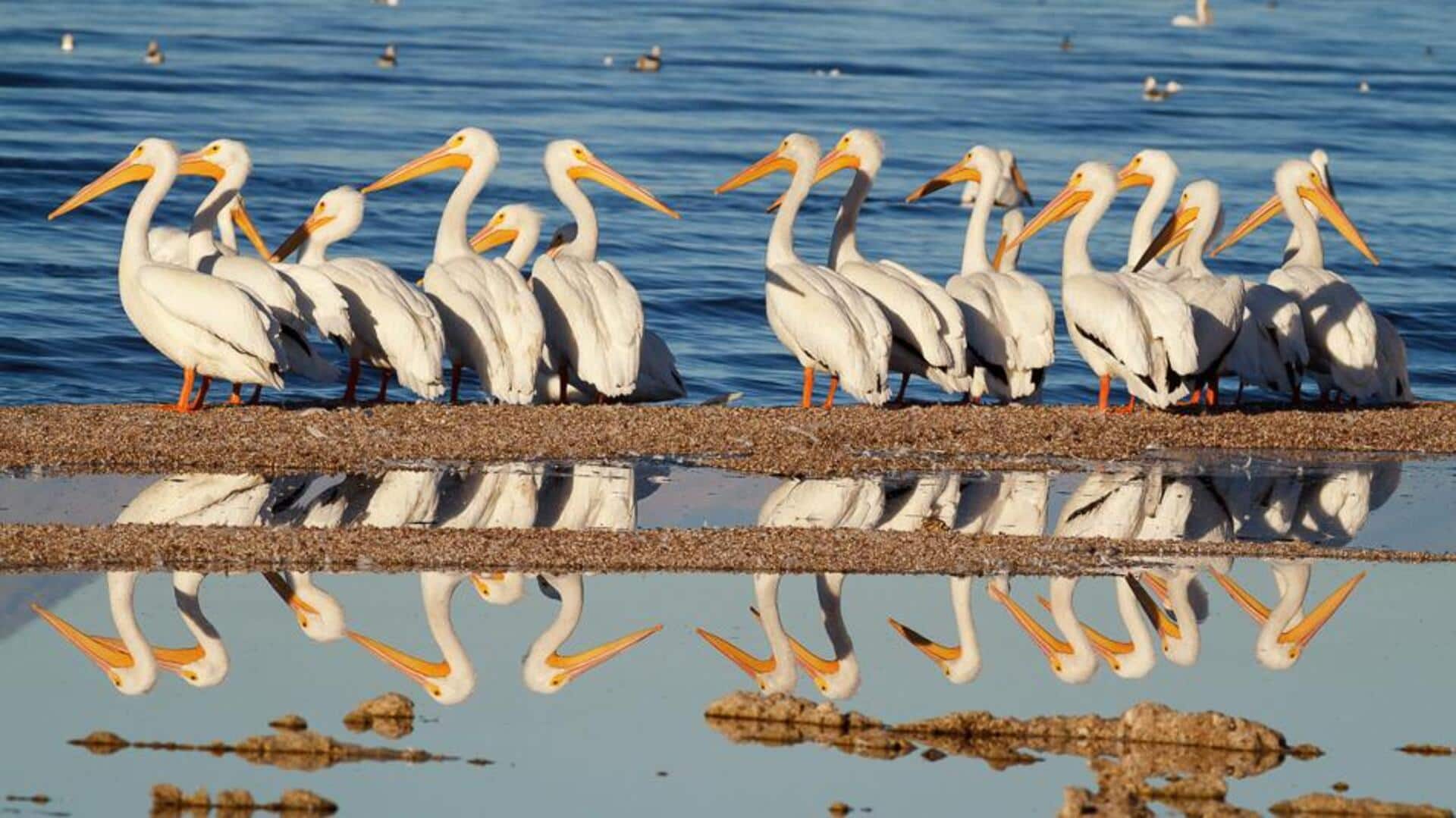 Adaptasi Pelikan di Lingkungan Laut Asin