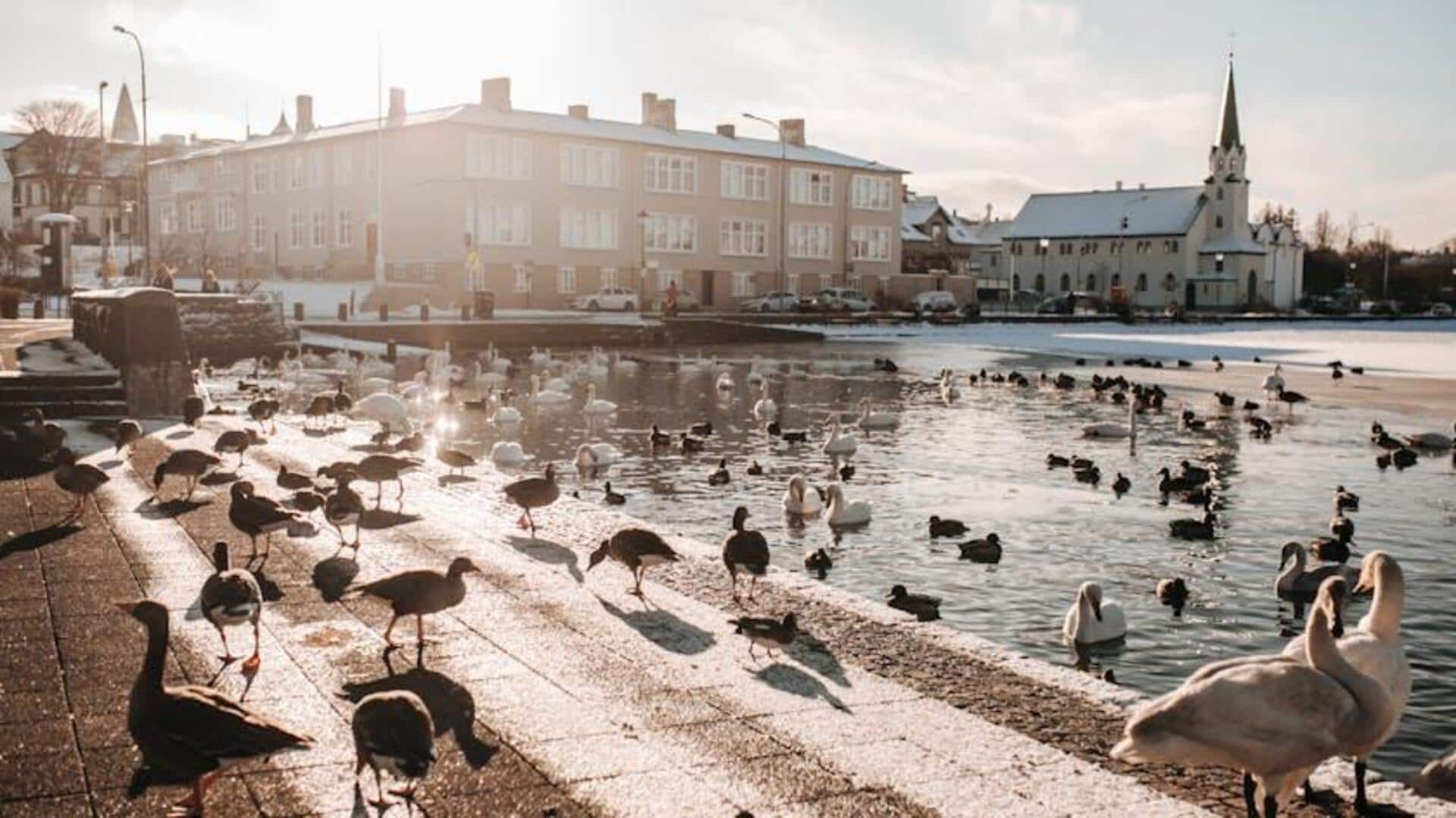 Aktivitas Ramah Keluarga di Reykjavik: Terlibat dan Jelajahi Bersama