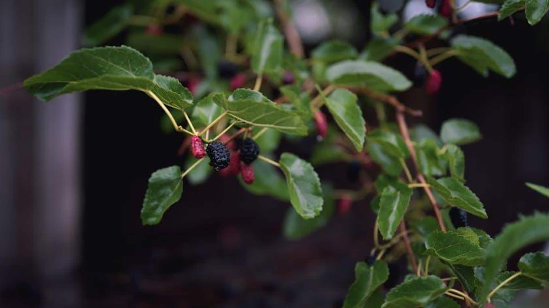 Manfaat Tersembunyi Daun Murbei untuk Berkebun
