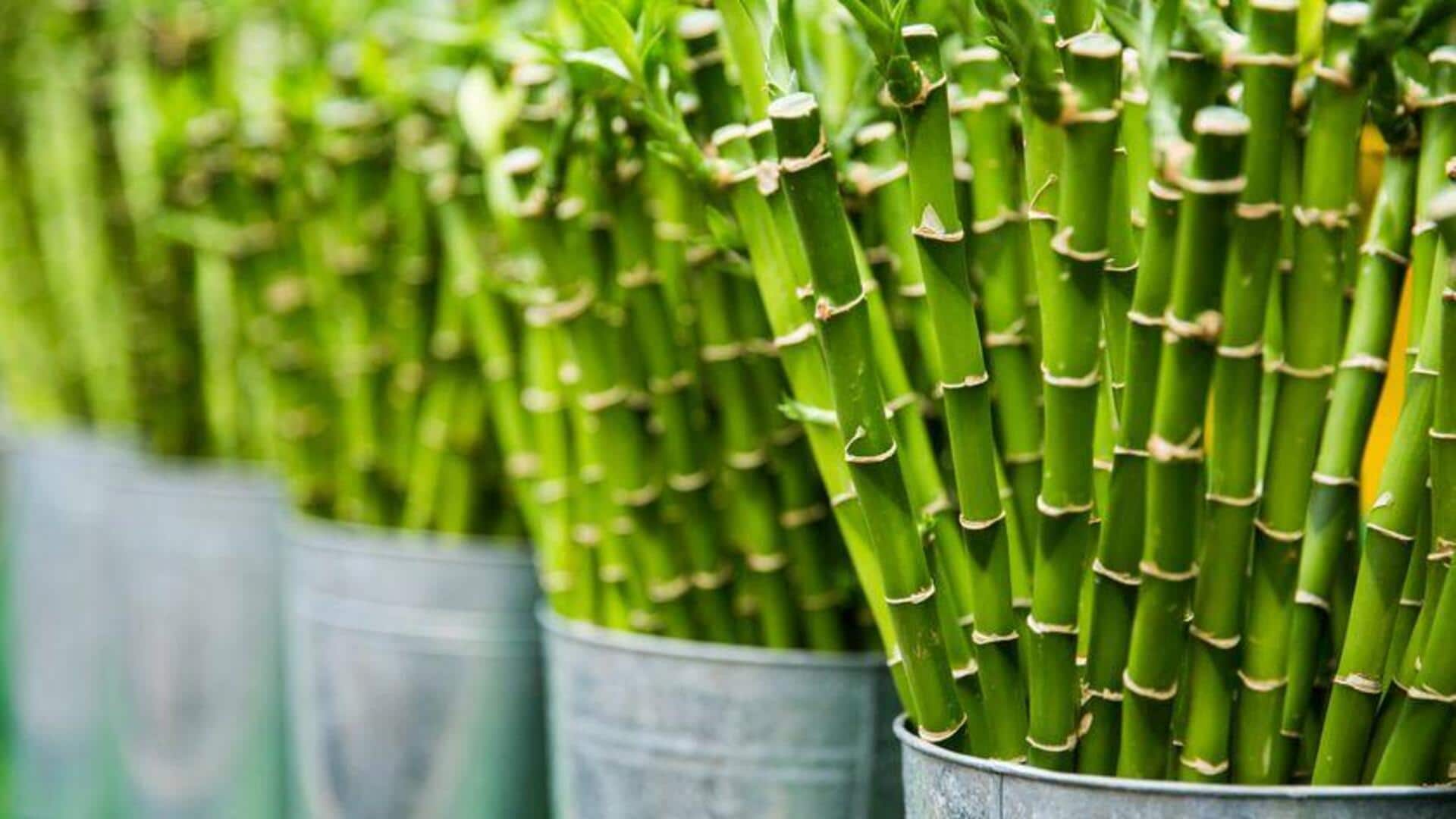 Cara Menumbuhkan Bambu yang Subur di Dalam Ruangan
