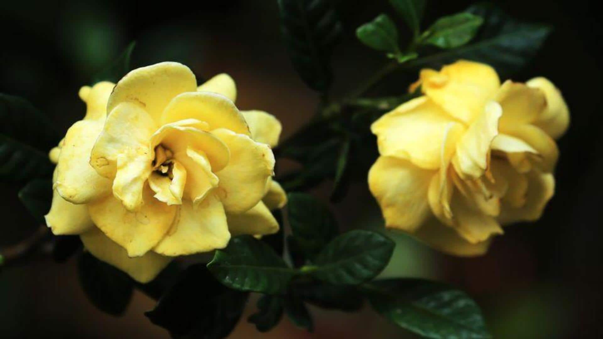 Menanam Gardenia yang Tahan Lama Tanpa Bahan Kimia