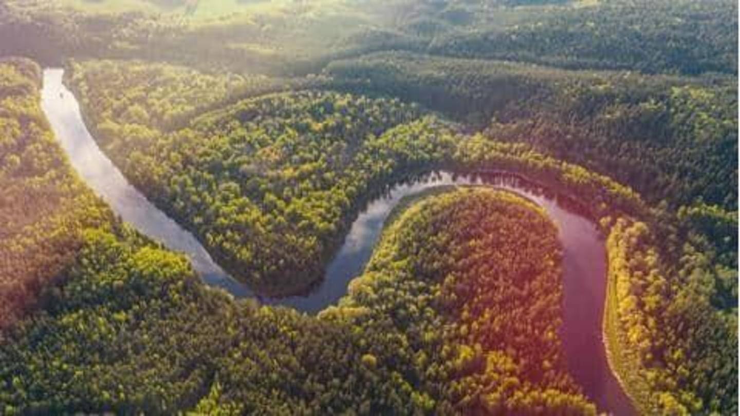 Studi: Hutan Amazon kehilangan 18 pohon per detik selama 2021