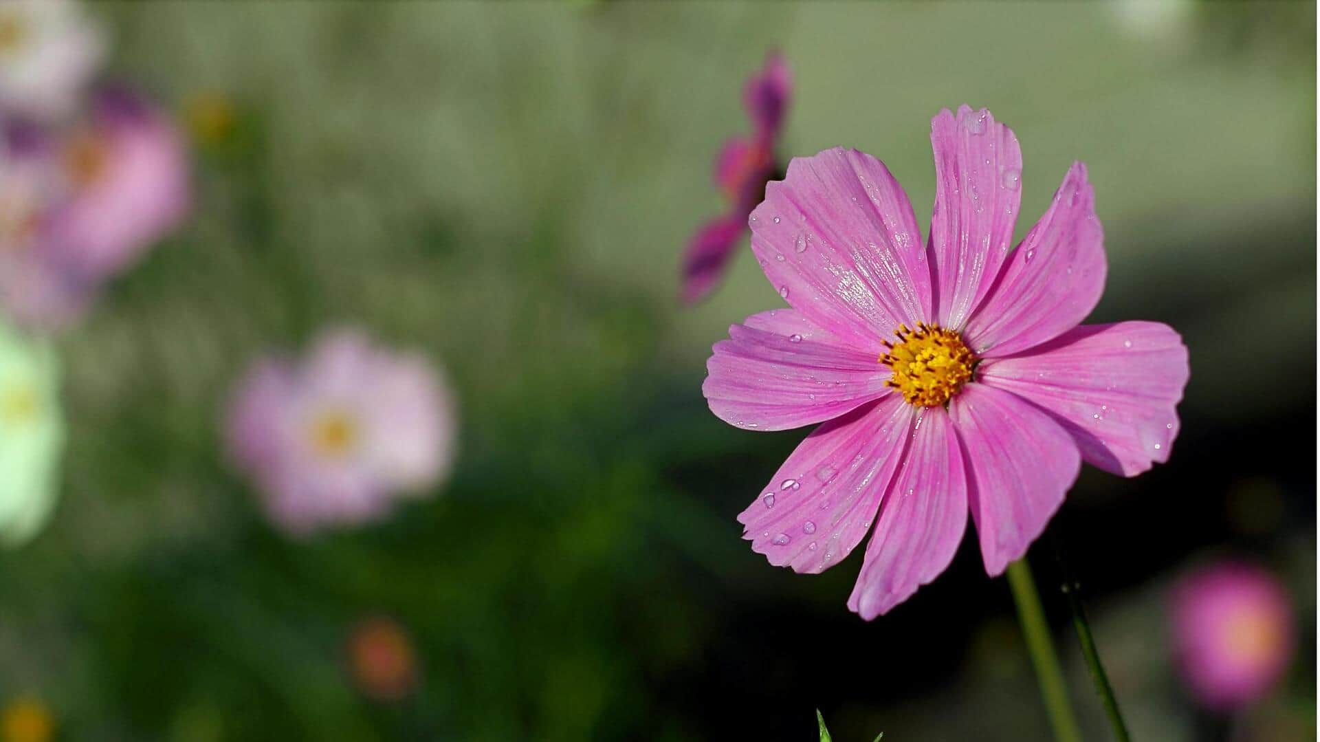 Rahasia Berkebun Bunga Asli yang Ramah Kupu-Kupu