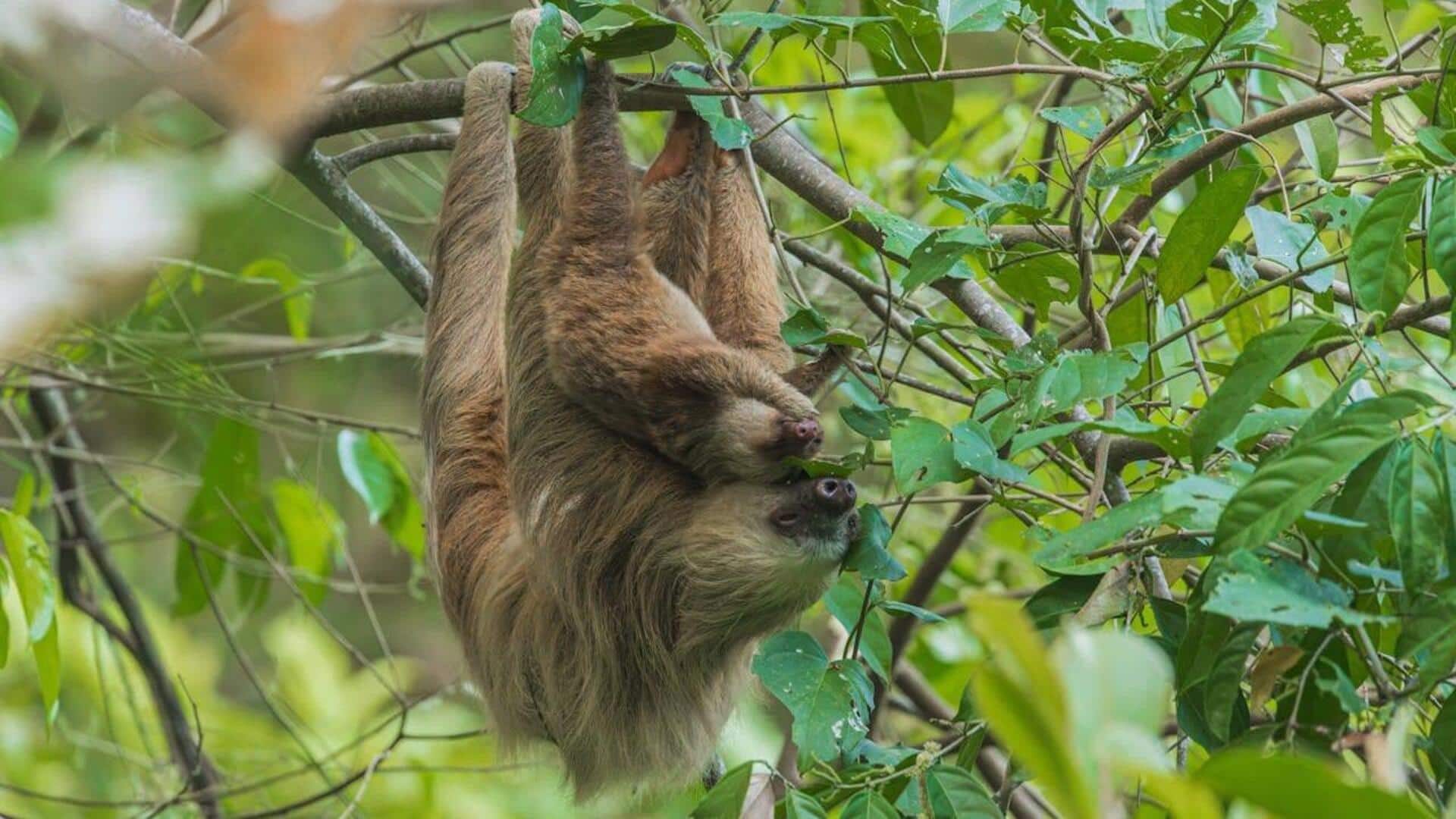 Fakta Menarik tentang Kebiasaan Tidur Kukang