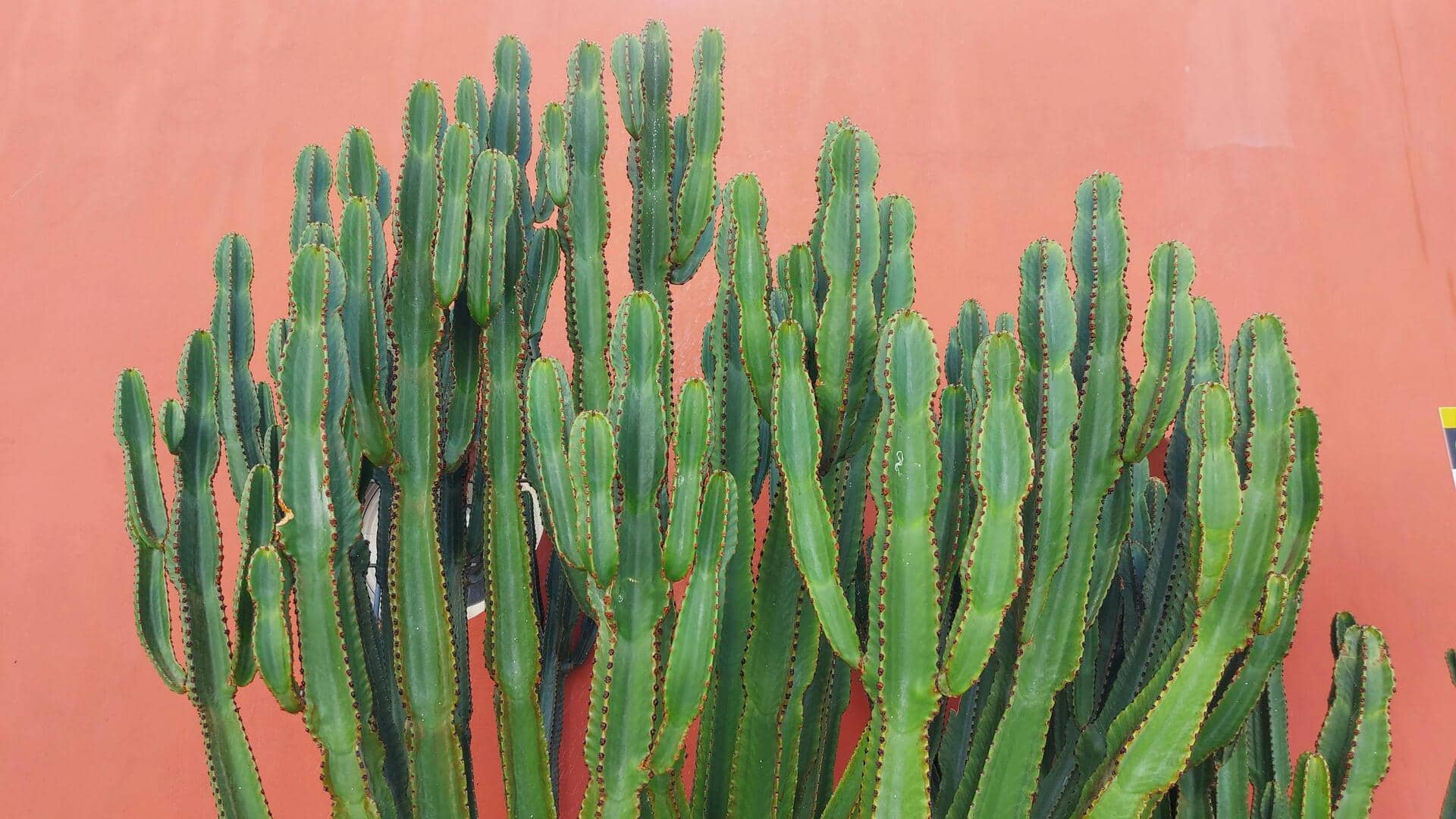 Bahan Biodegradable Berbasis Kaktus Mengubah Teknologi