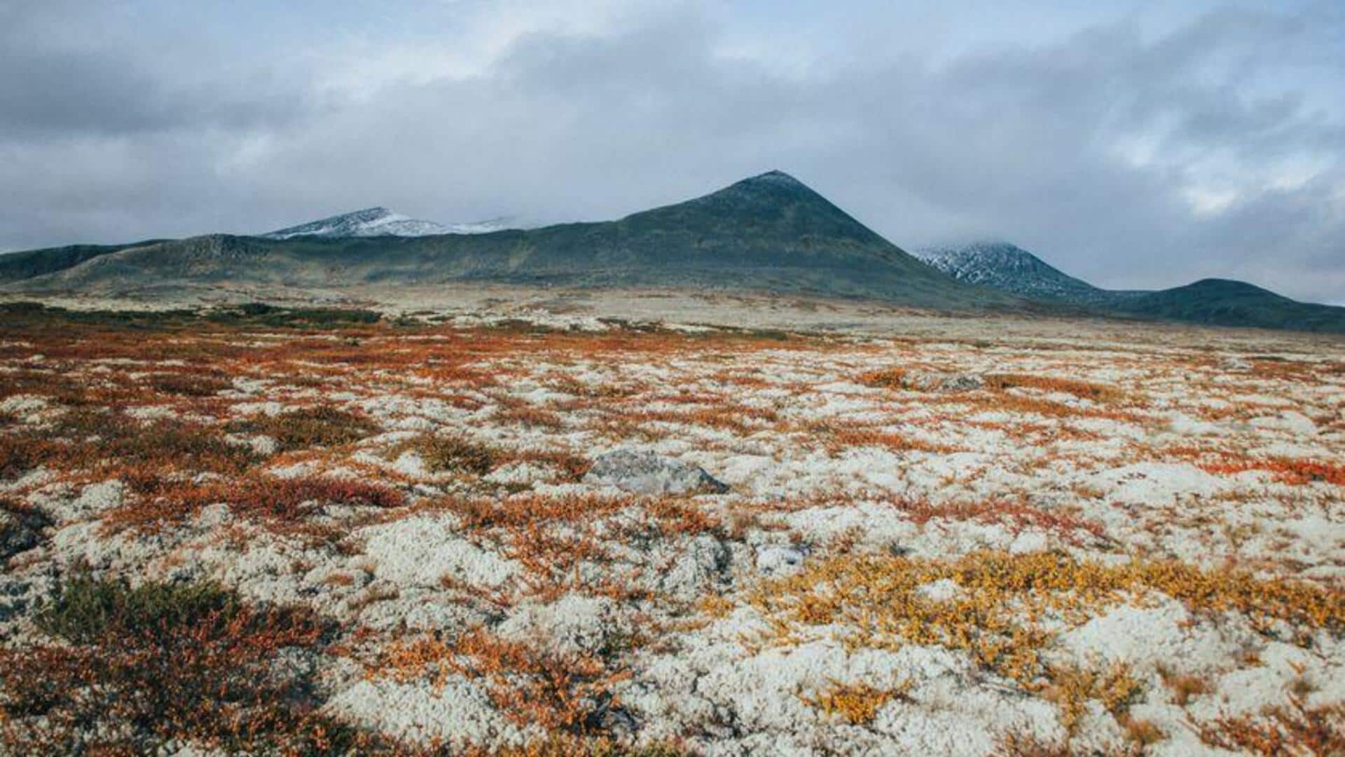 Menjelajahi Tundra Arktik Norwegia dan Flora Uniknya