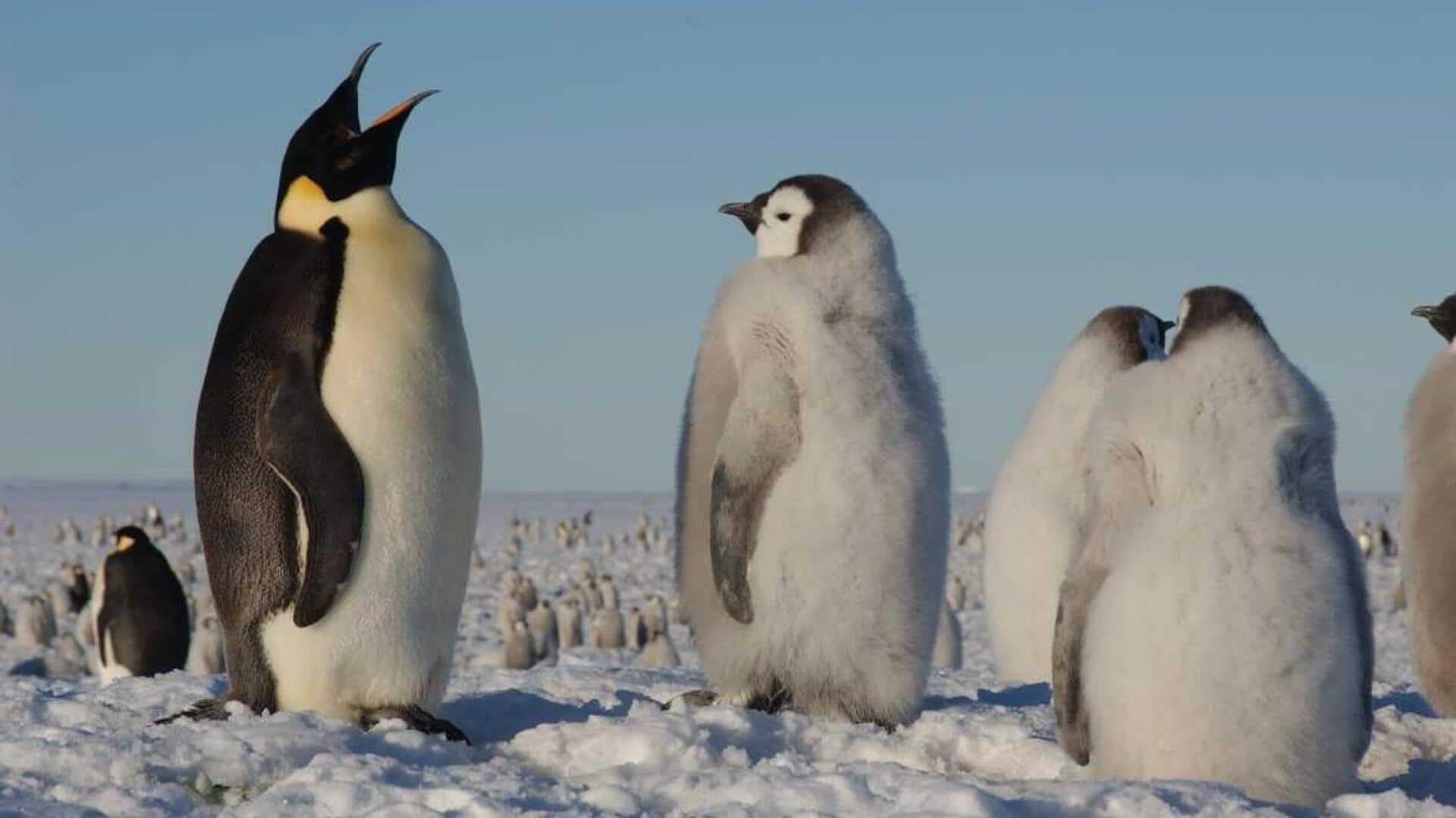 Pentingnya Panggilan Penguin dalam Proses Kawin dan Penandaan Teritori